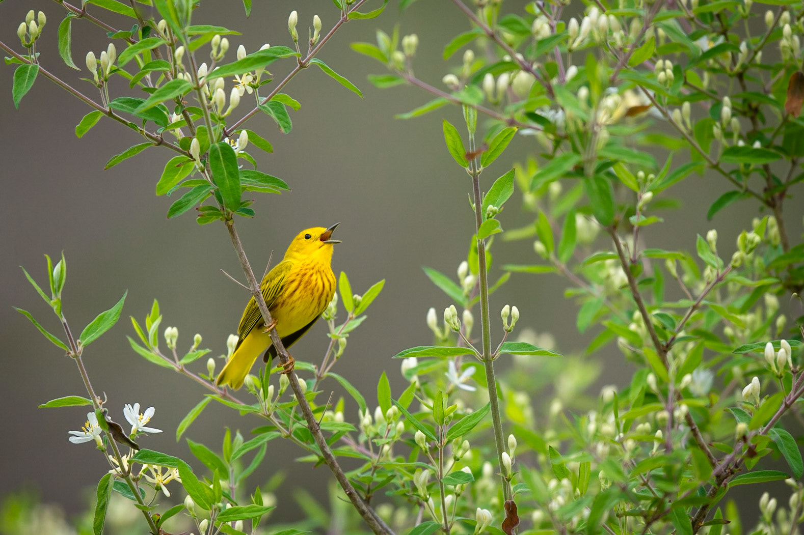 Yellow Warbler