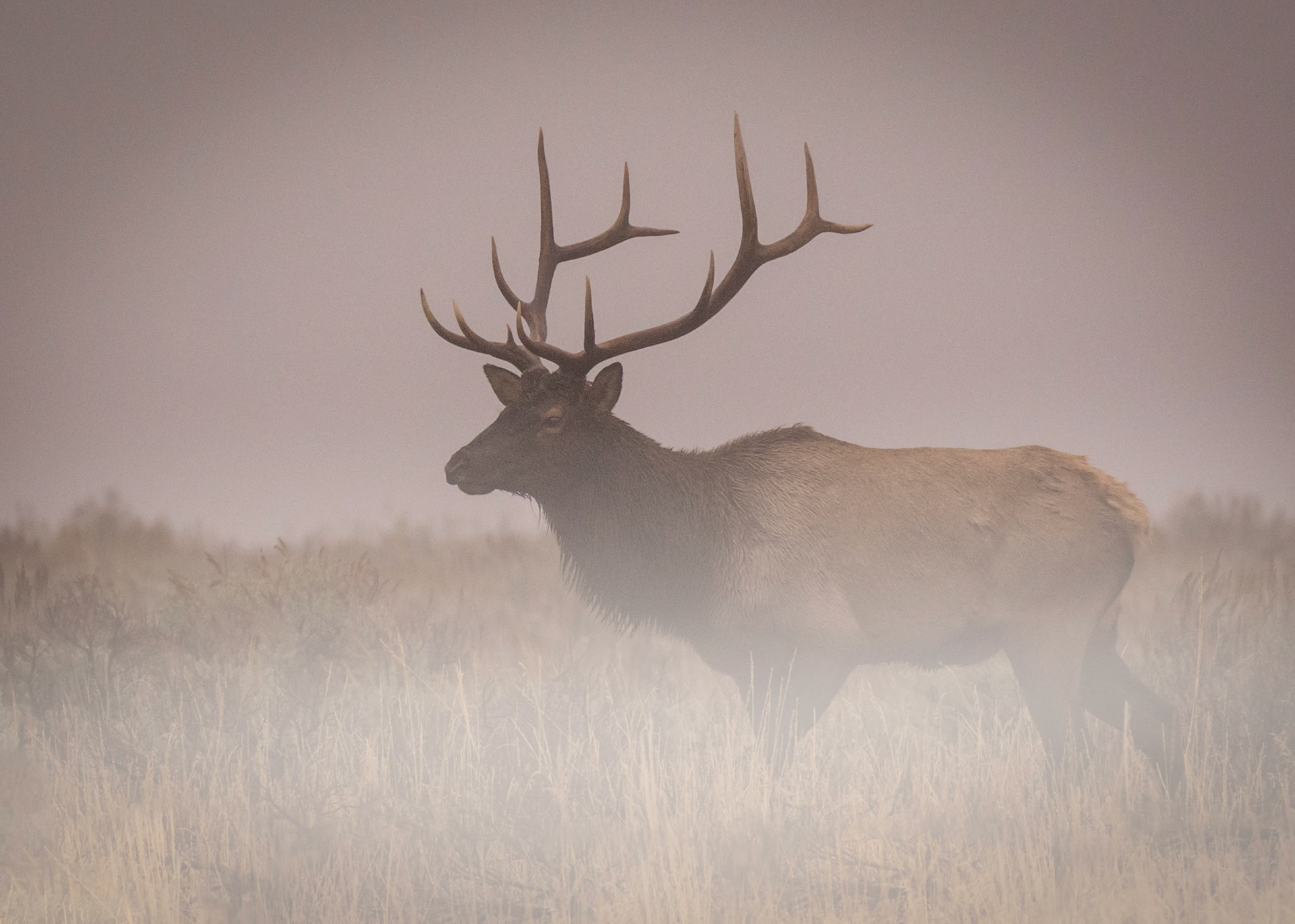 Elk