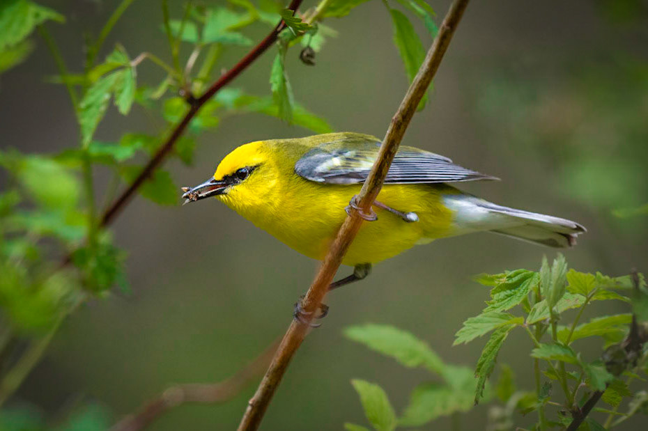 Blue-winged Warbler