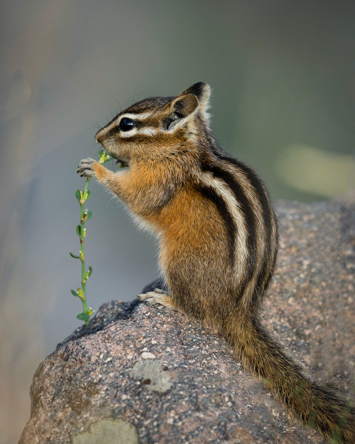 Least Chipmunk