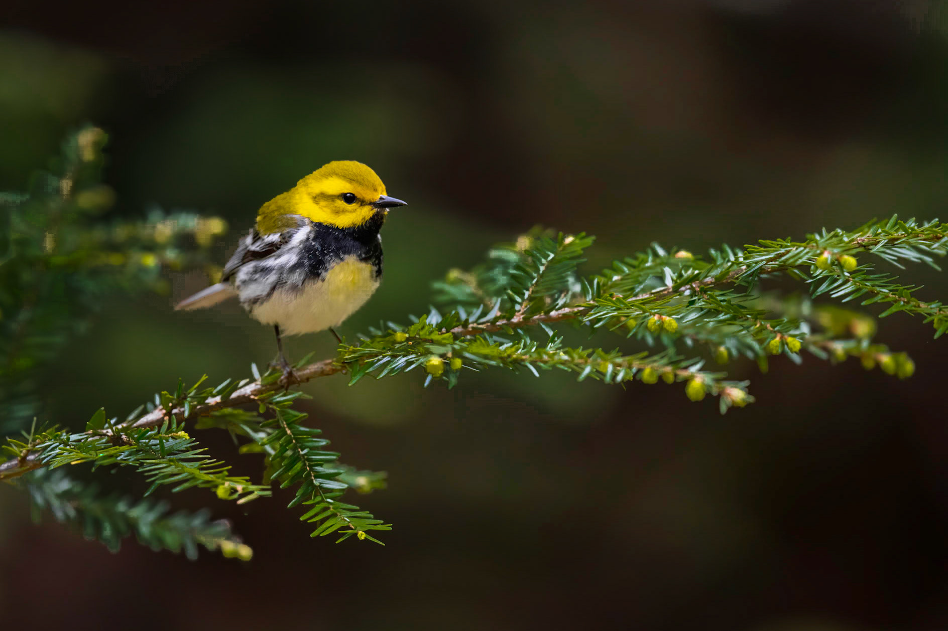 Black-throated Green Warbler