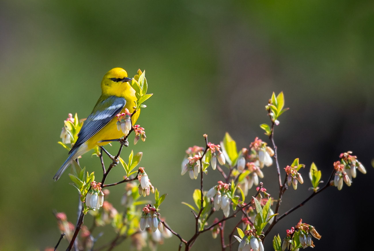 Blue-winged Warbler