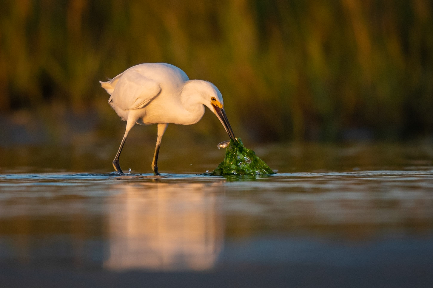 Snowy Egret