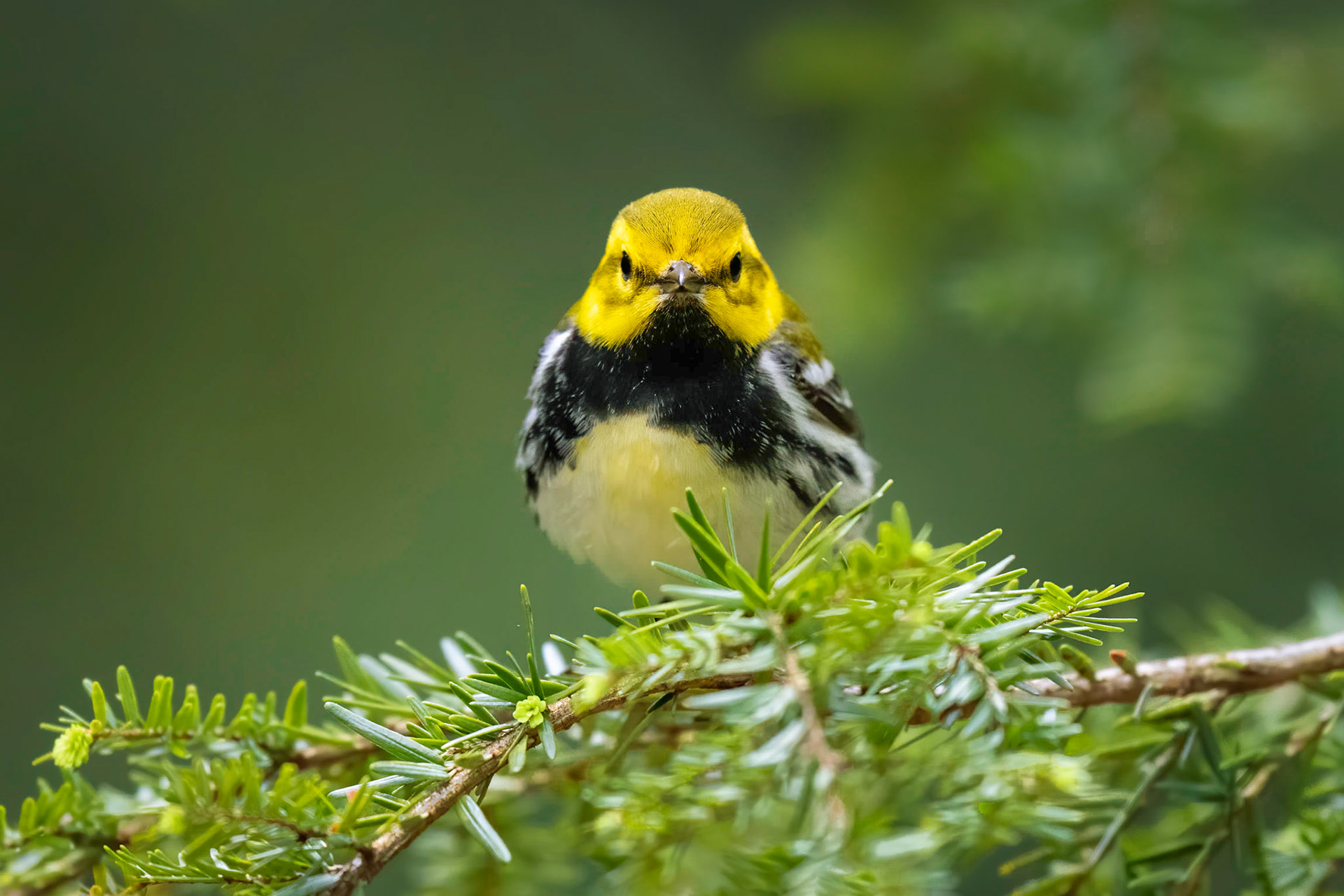 Black-throated Green Warbler