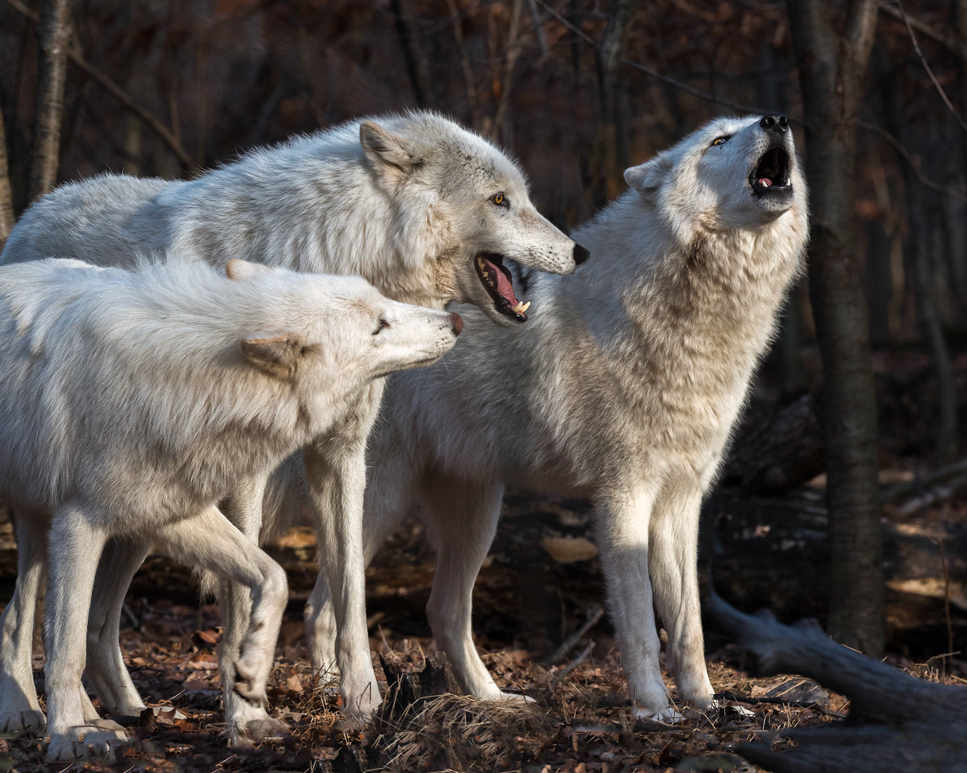 Arctic Wolves