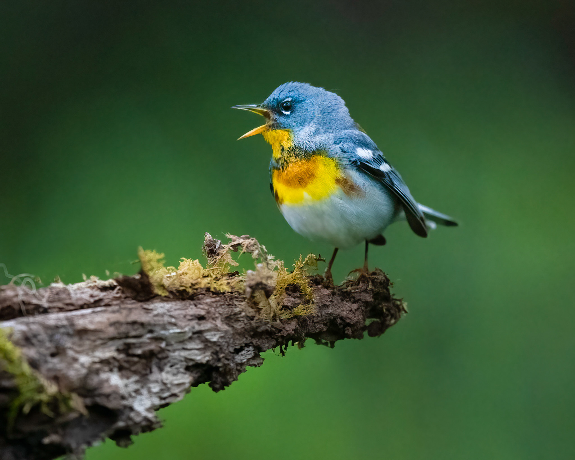 Northern Parula