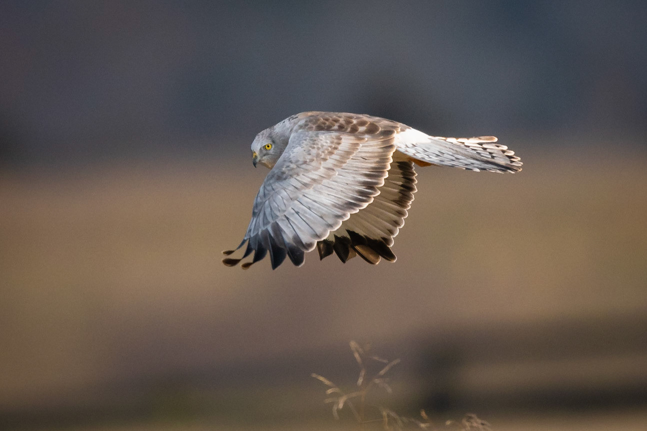 Northern Harrier - male