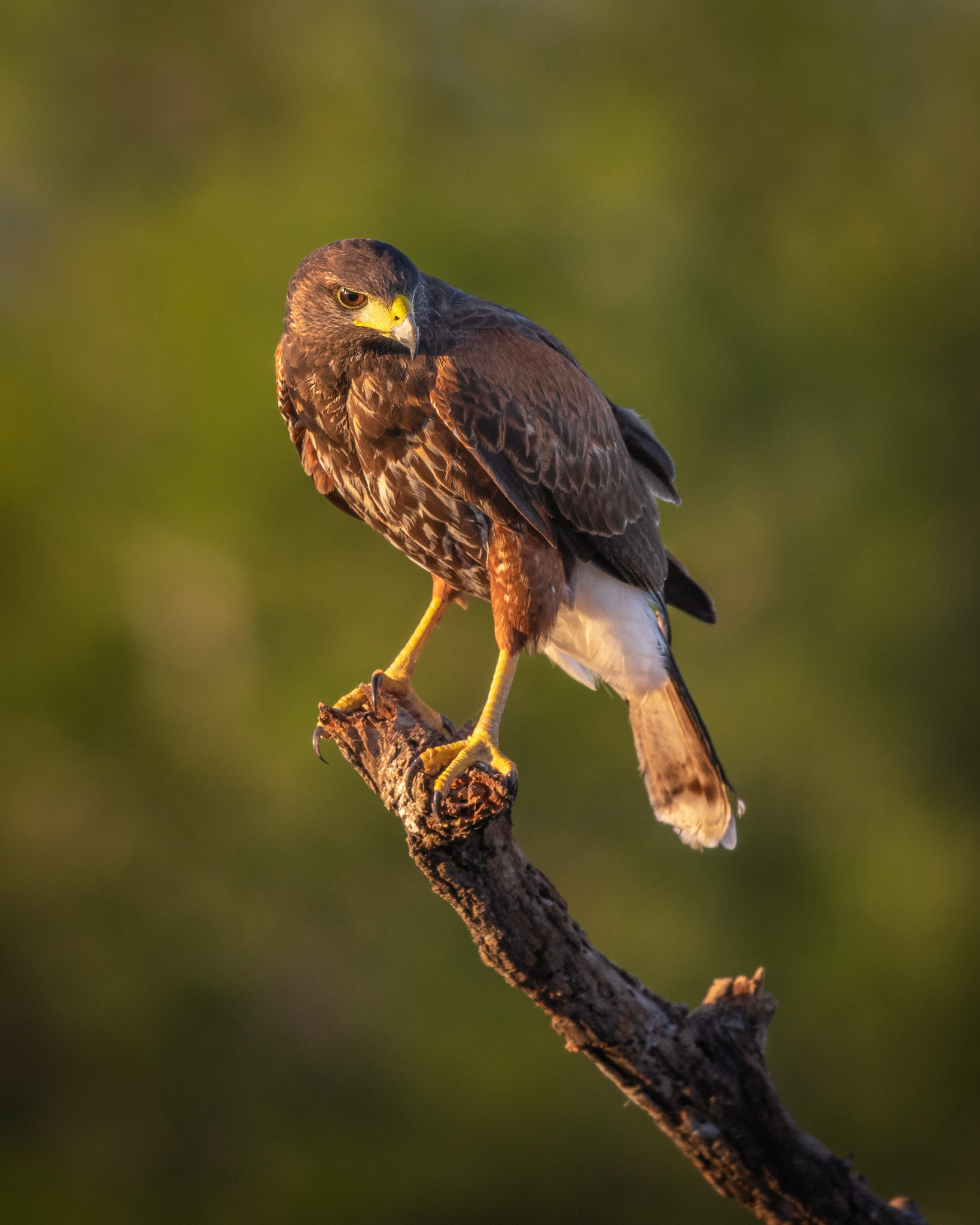 Harris's Hawk