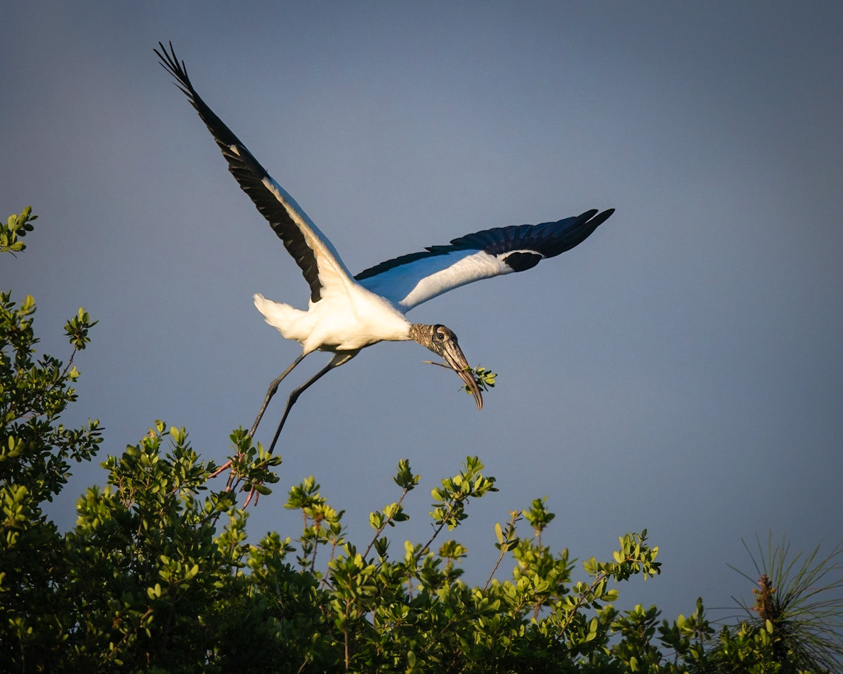 Wood Stork