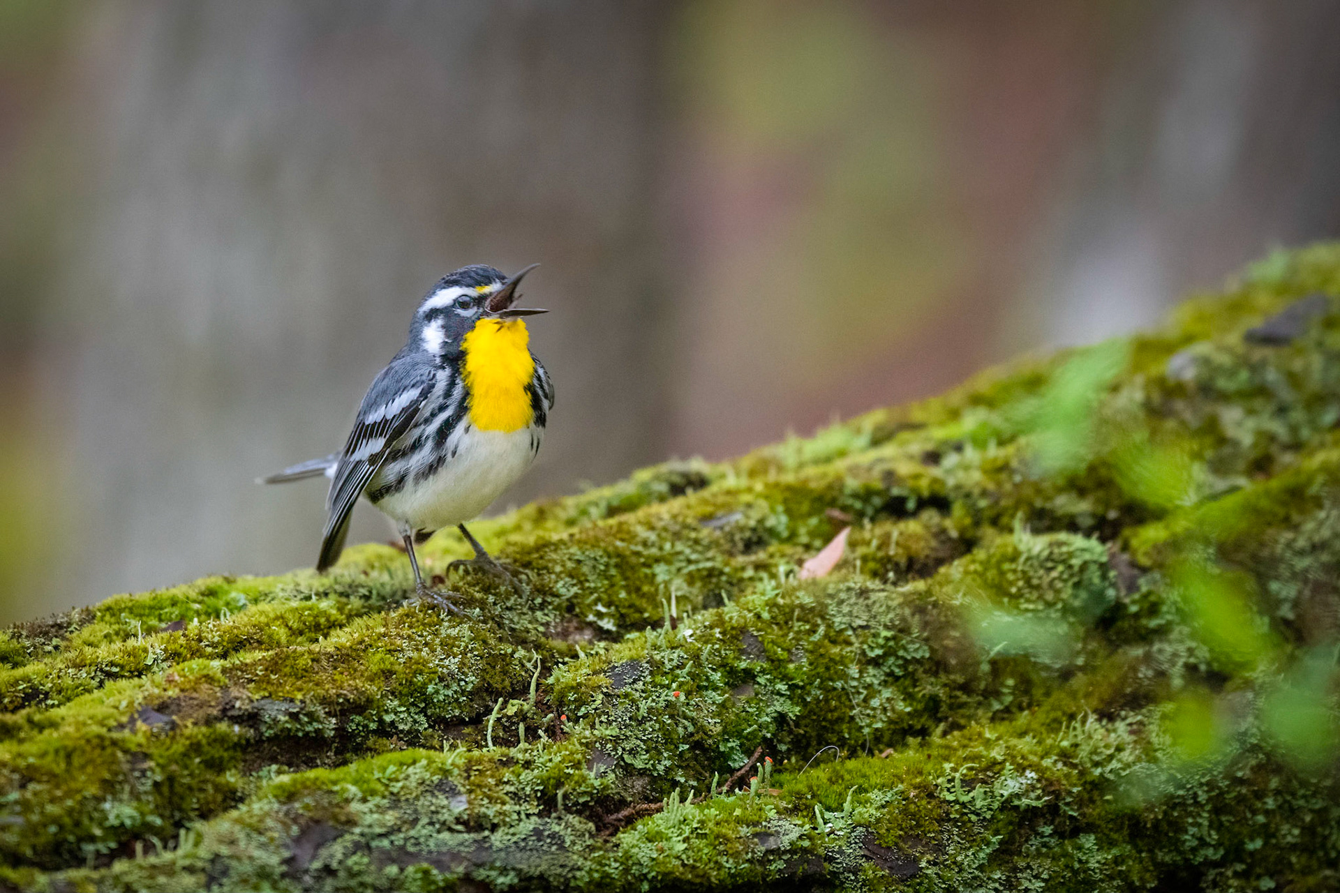 Yellow-throated Warbler