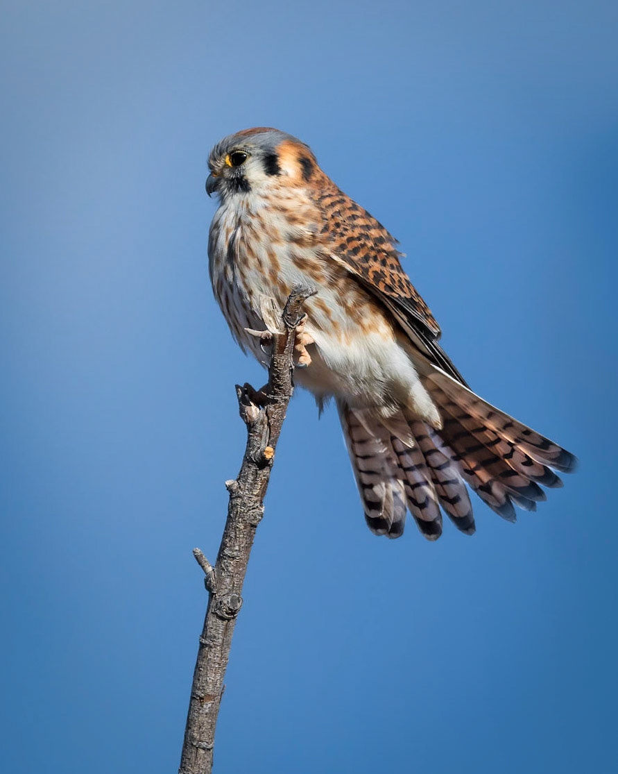 American Kestrel