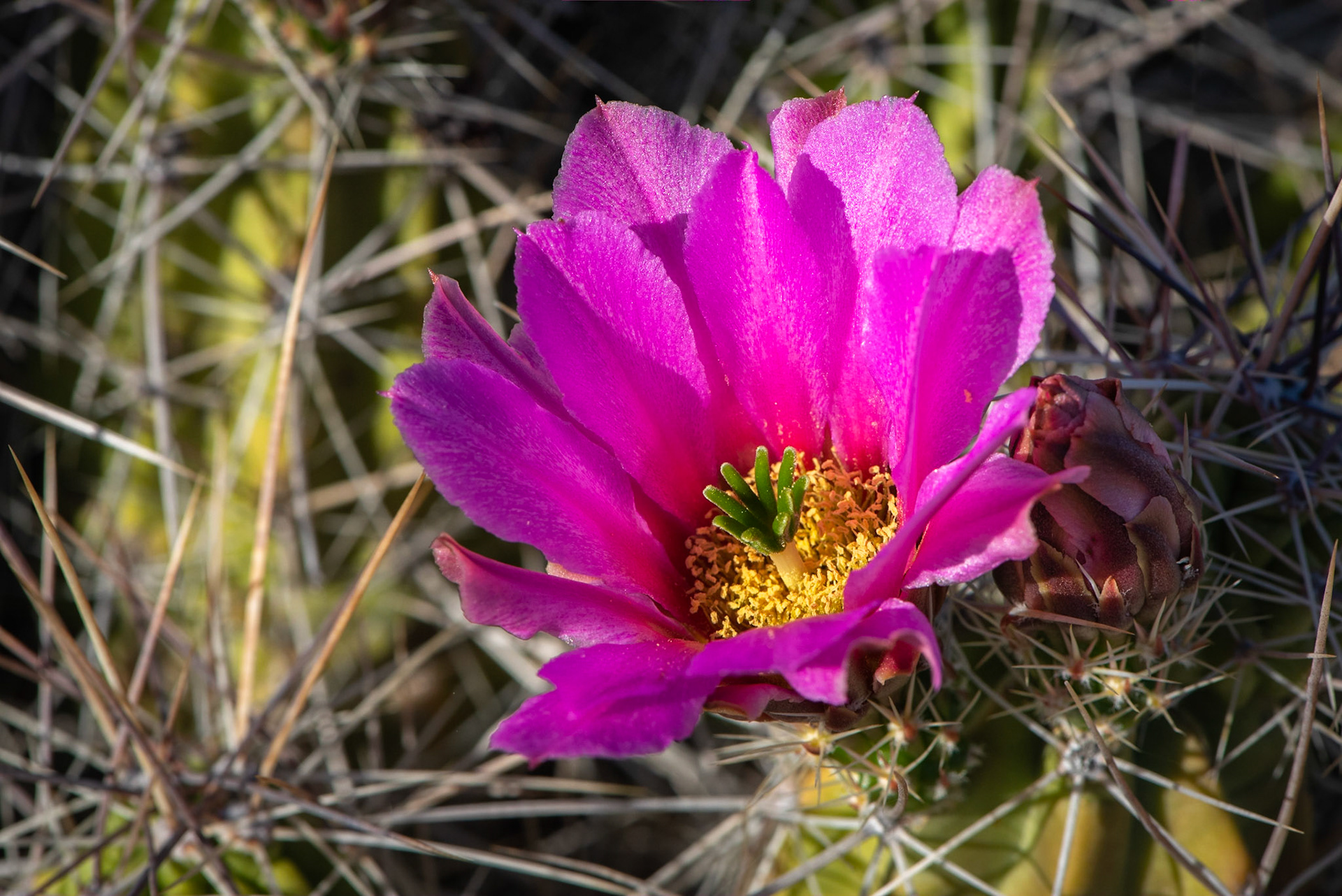 Strawberry Pitaya Cactus