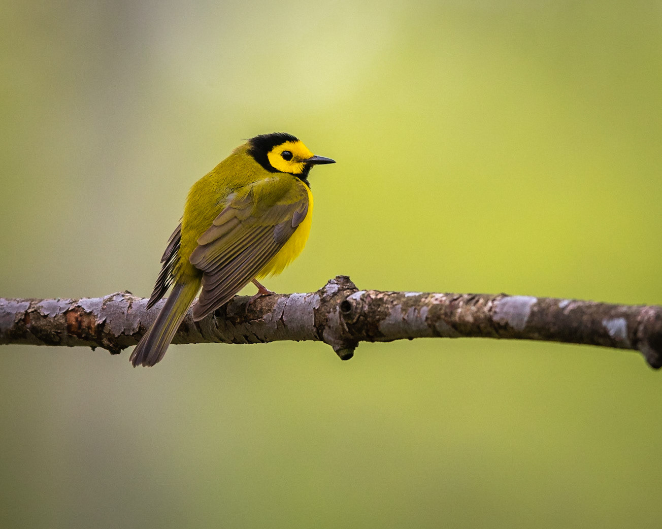 Hooded Warbler