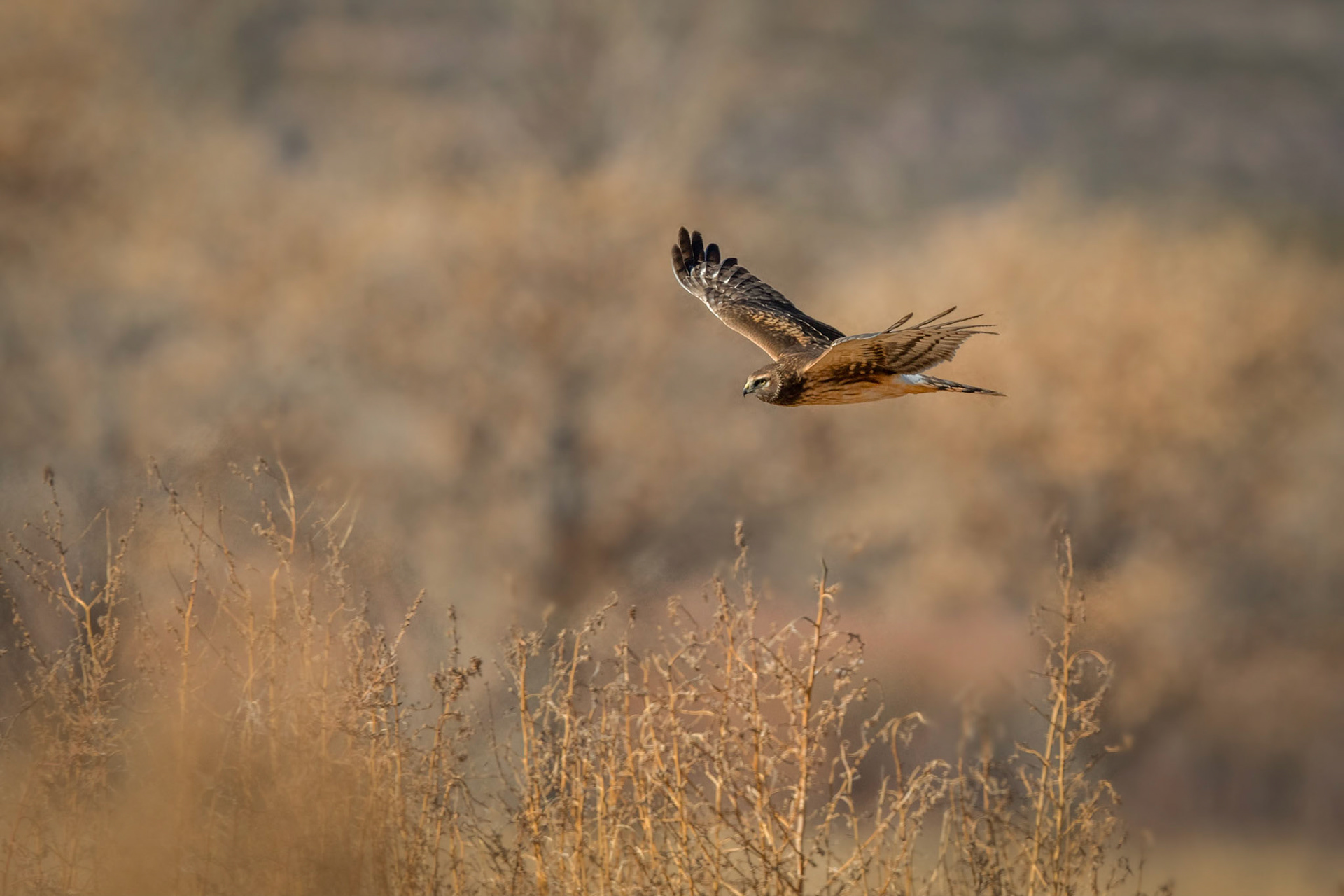 Northern Harrier - female