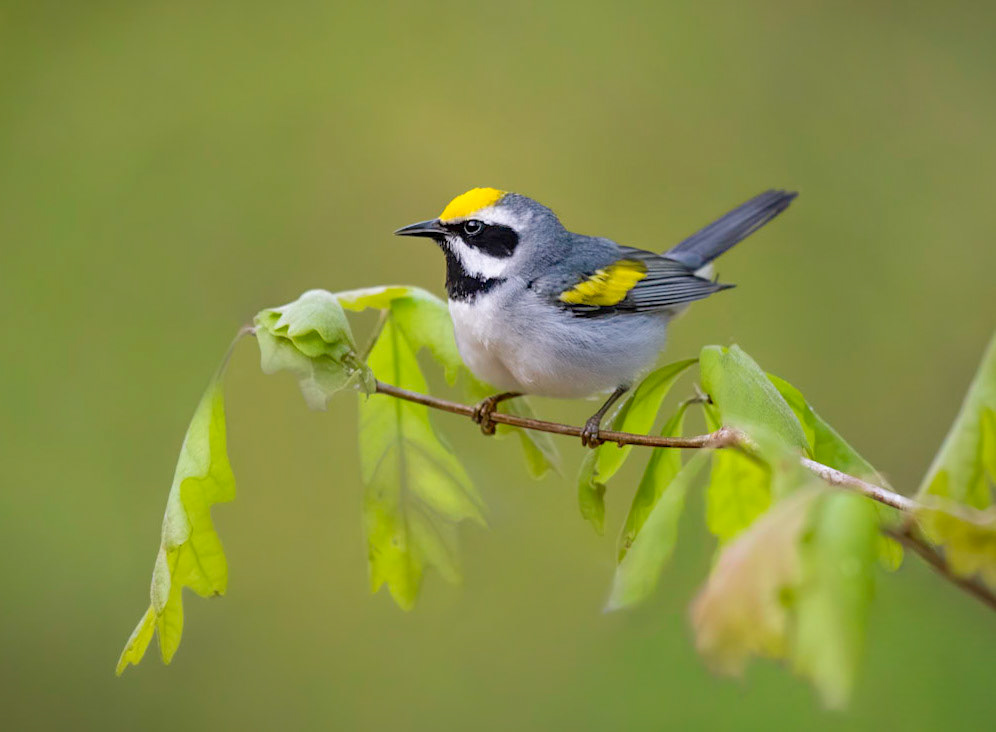 Golden-winged Warbler