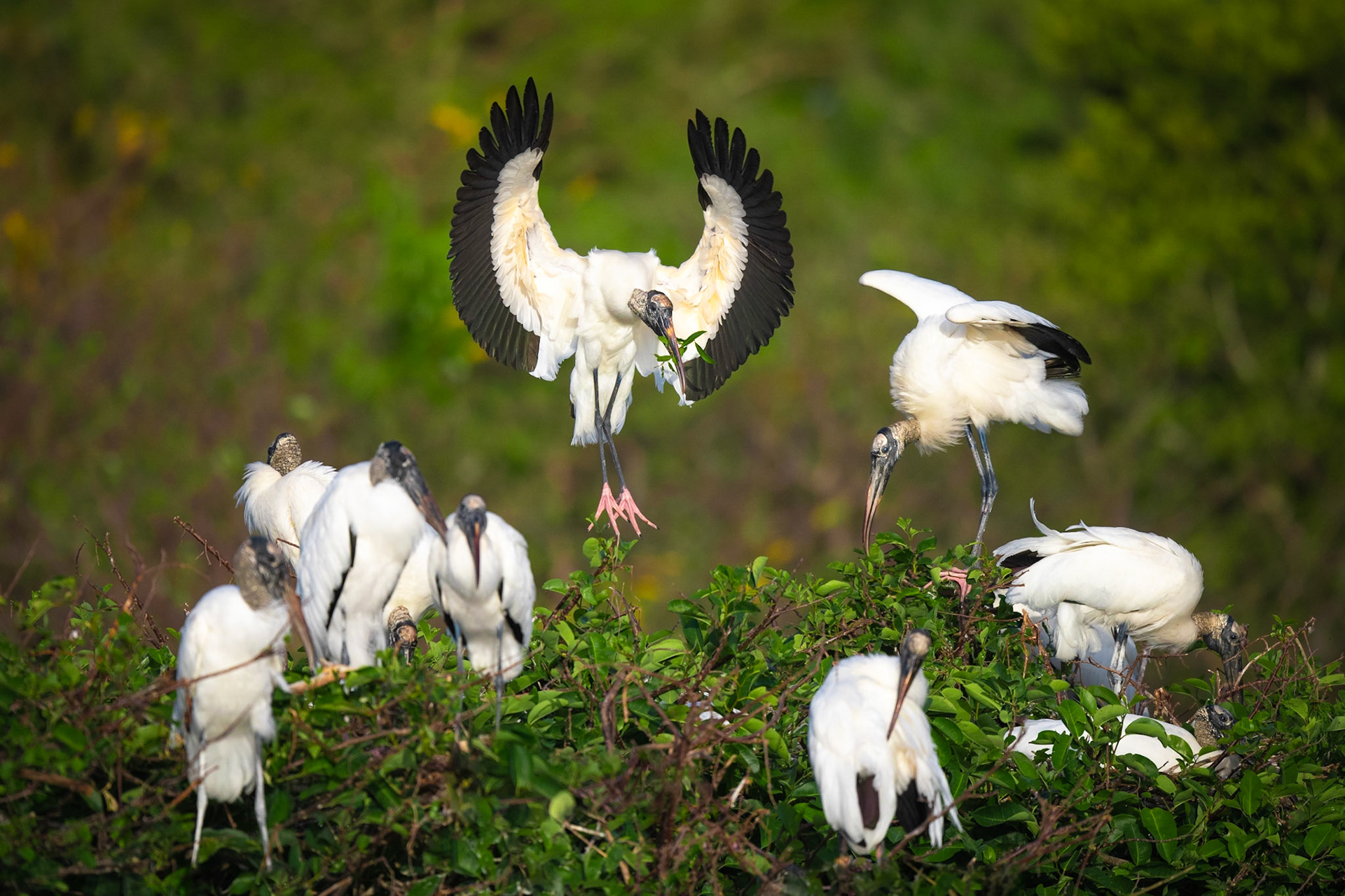 Wood Stork