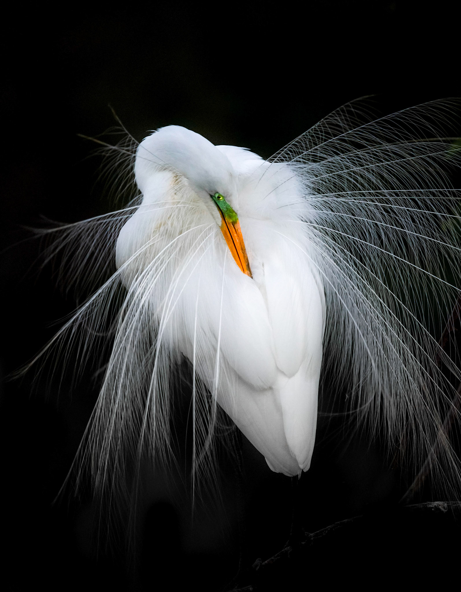Great Egret