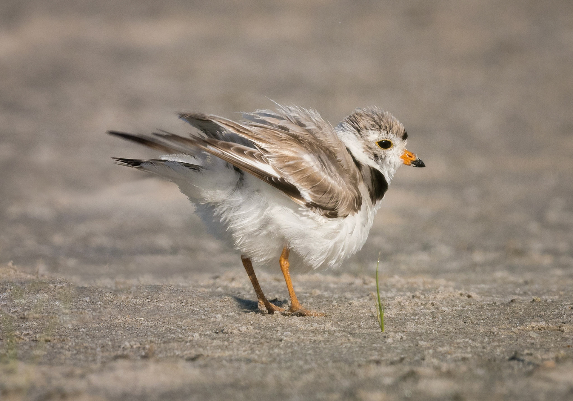 Piping Plover