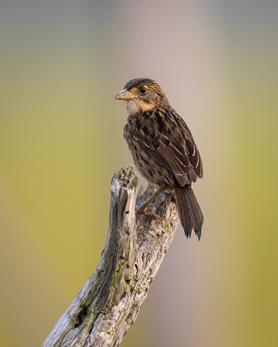 Seaside Sparrow