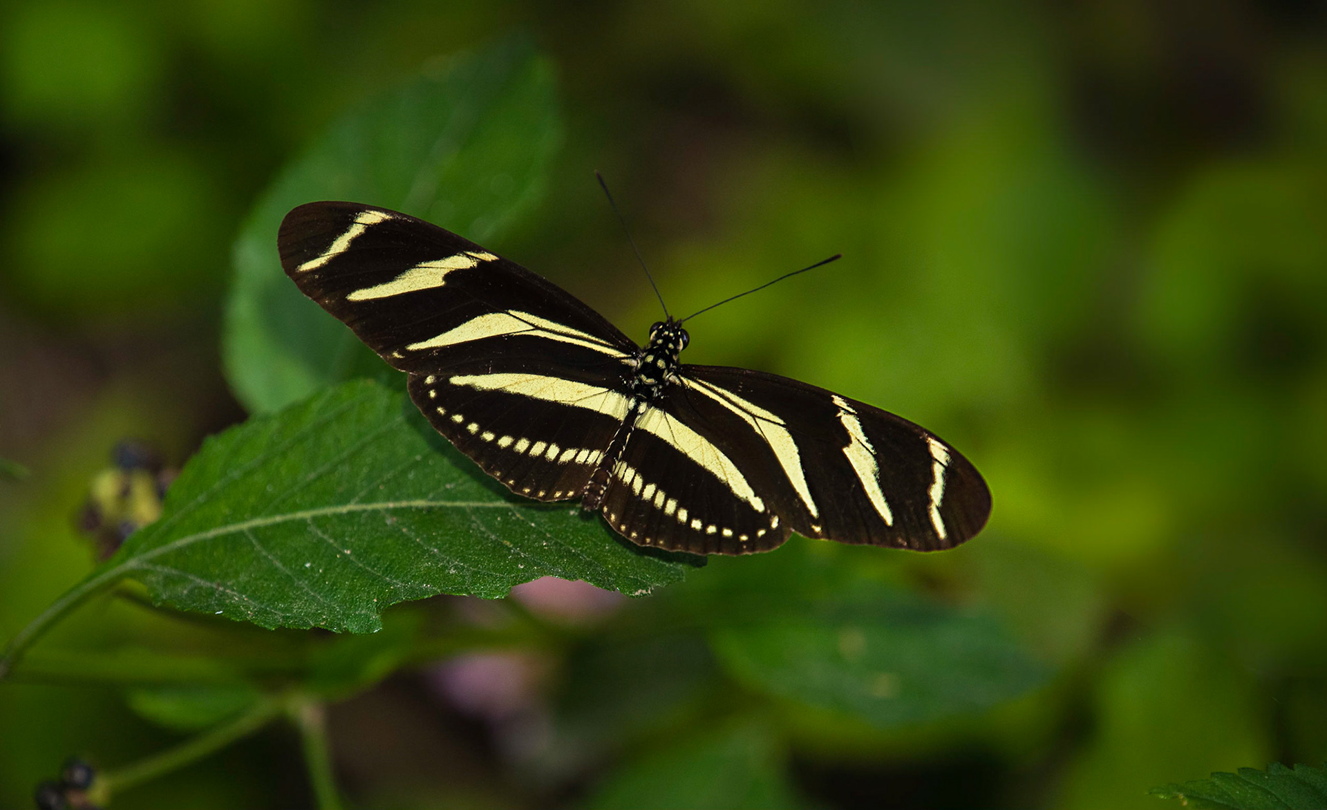 Zebra heliconian