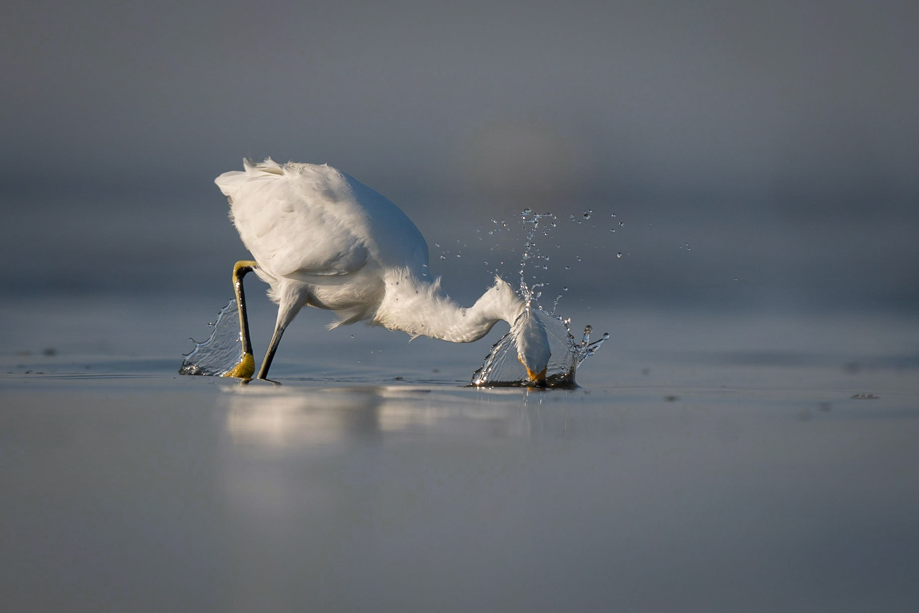 Snowy Egret