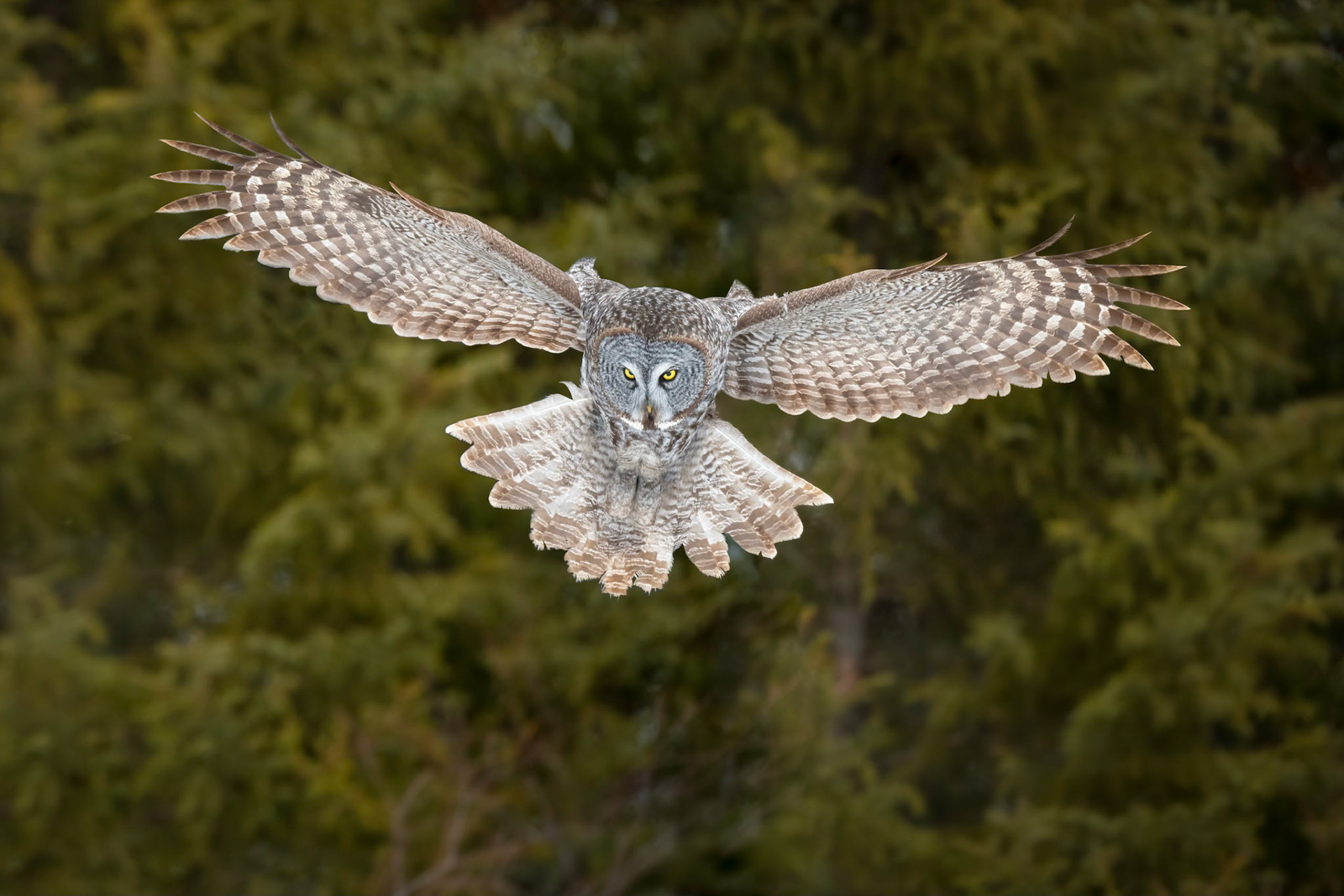 Great gray owl