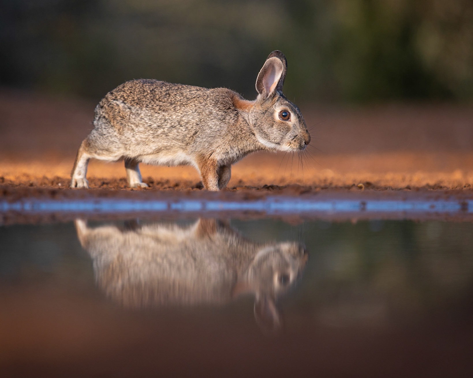 Eastern Cottontail