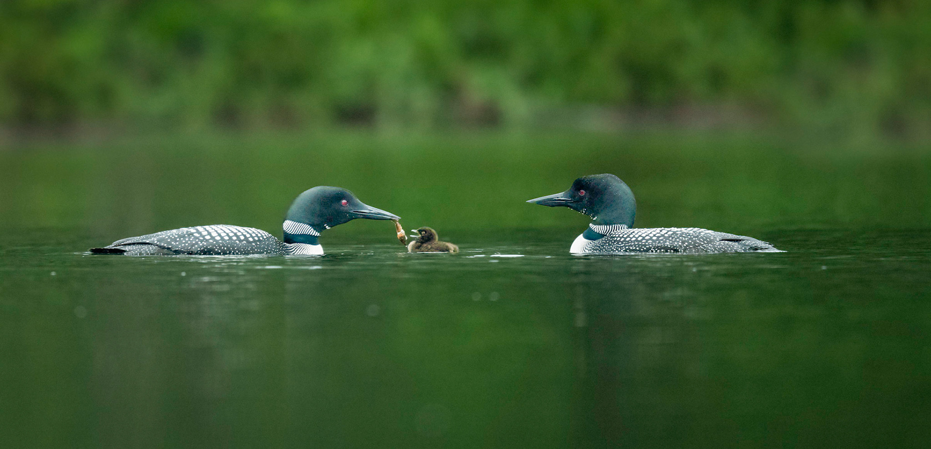 Common Loon