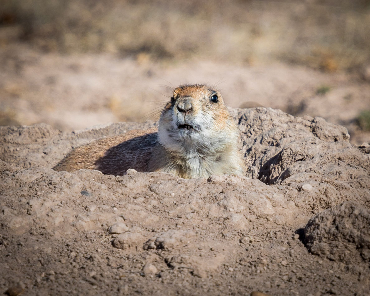 Prairie Dog