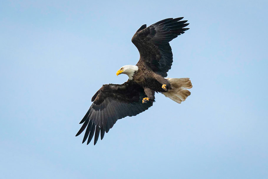 Bald Eagle