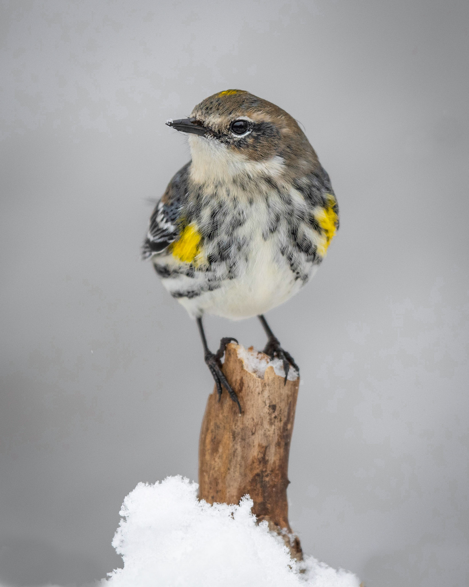 Yellow-rumped Warbler