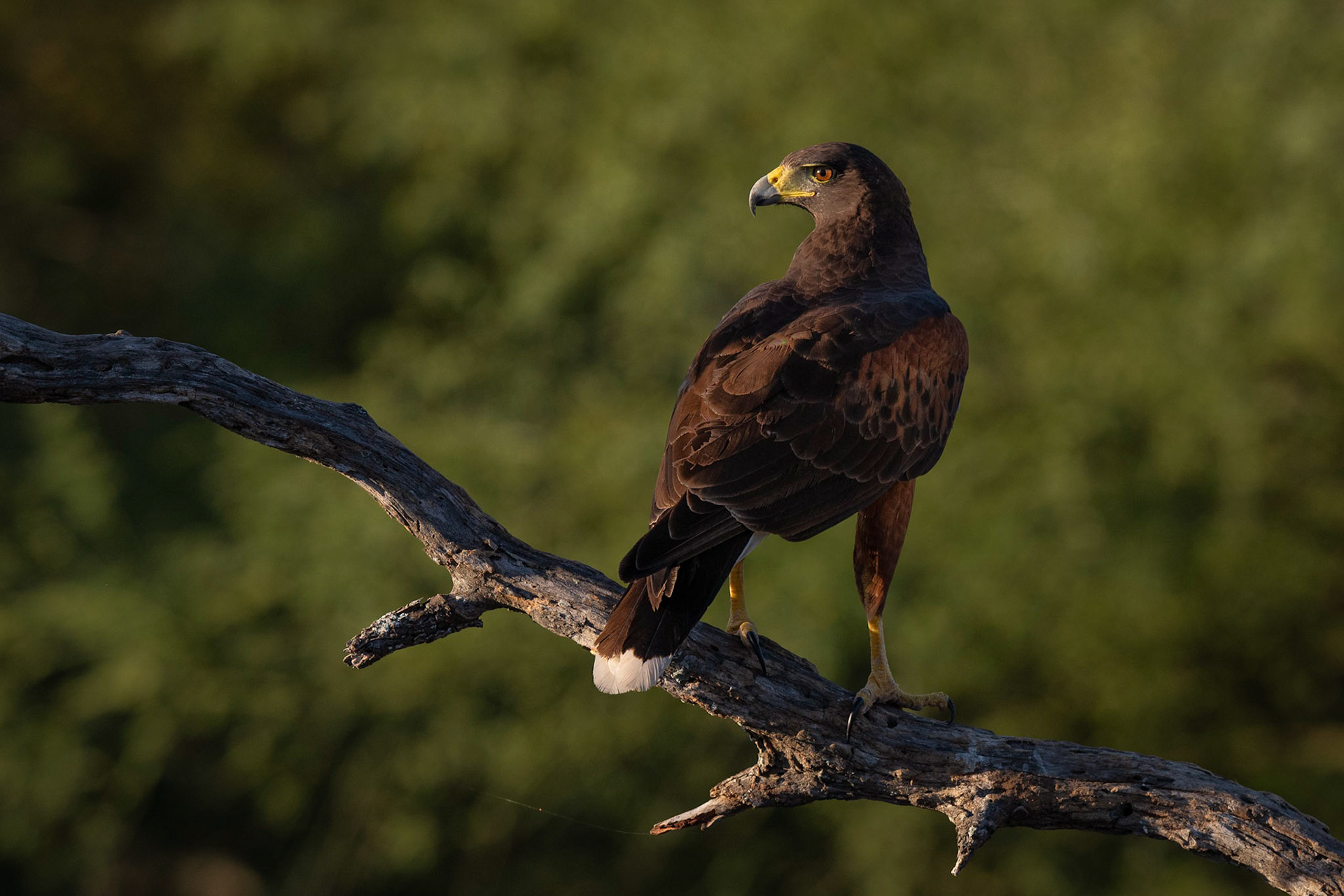 Harris's Hawk