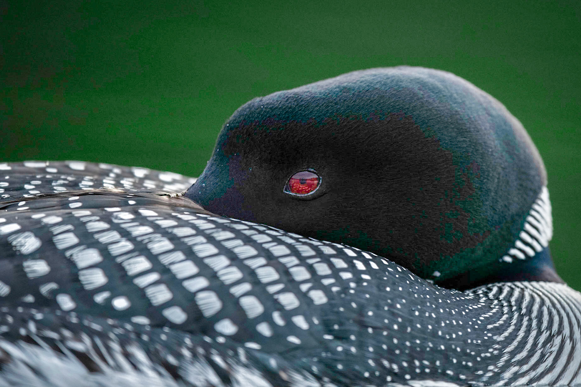 Common Loon