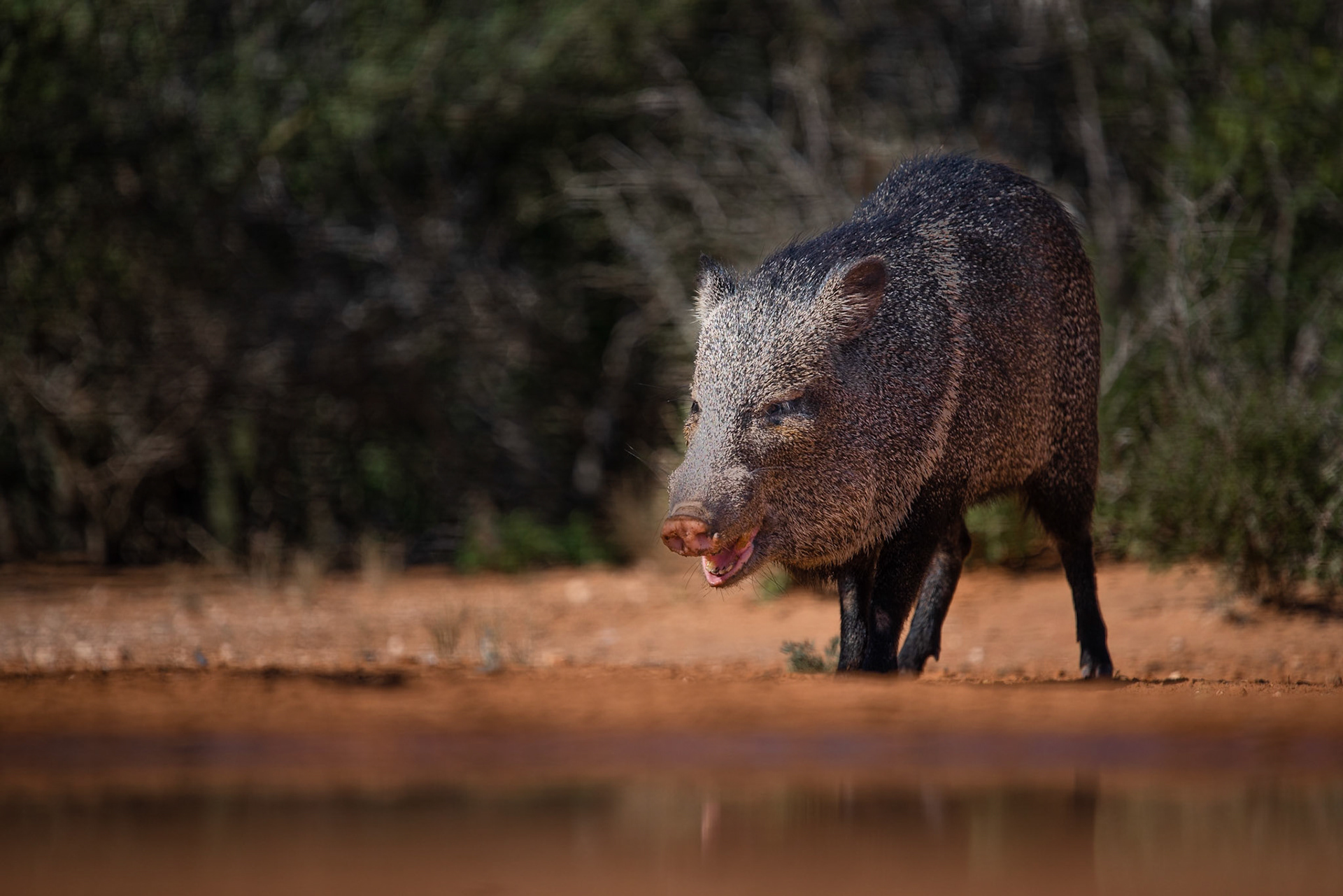 Javalina