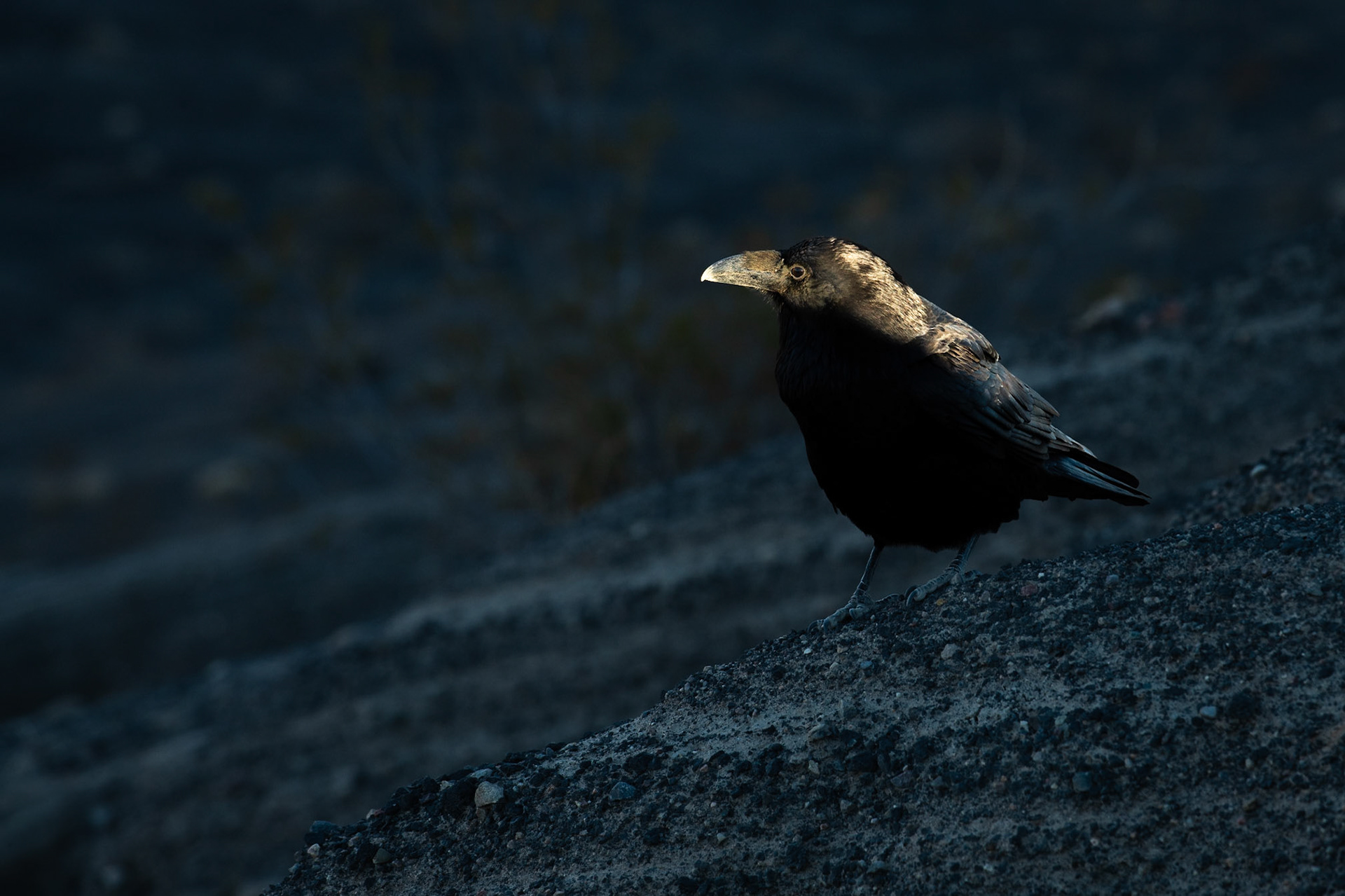 Raven