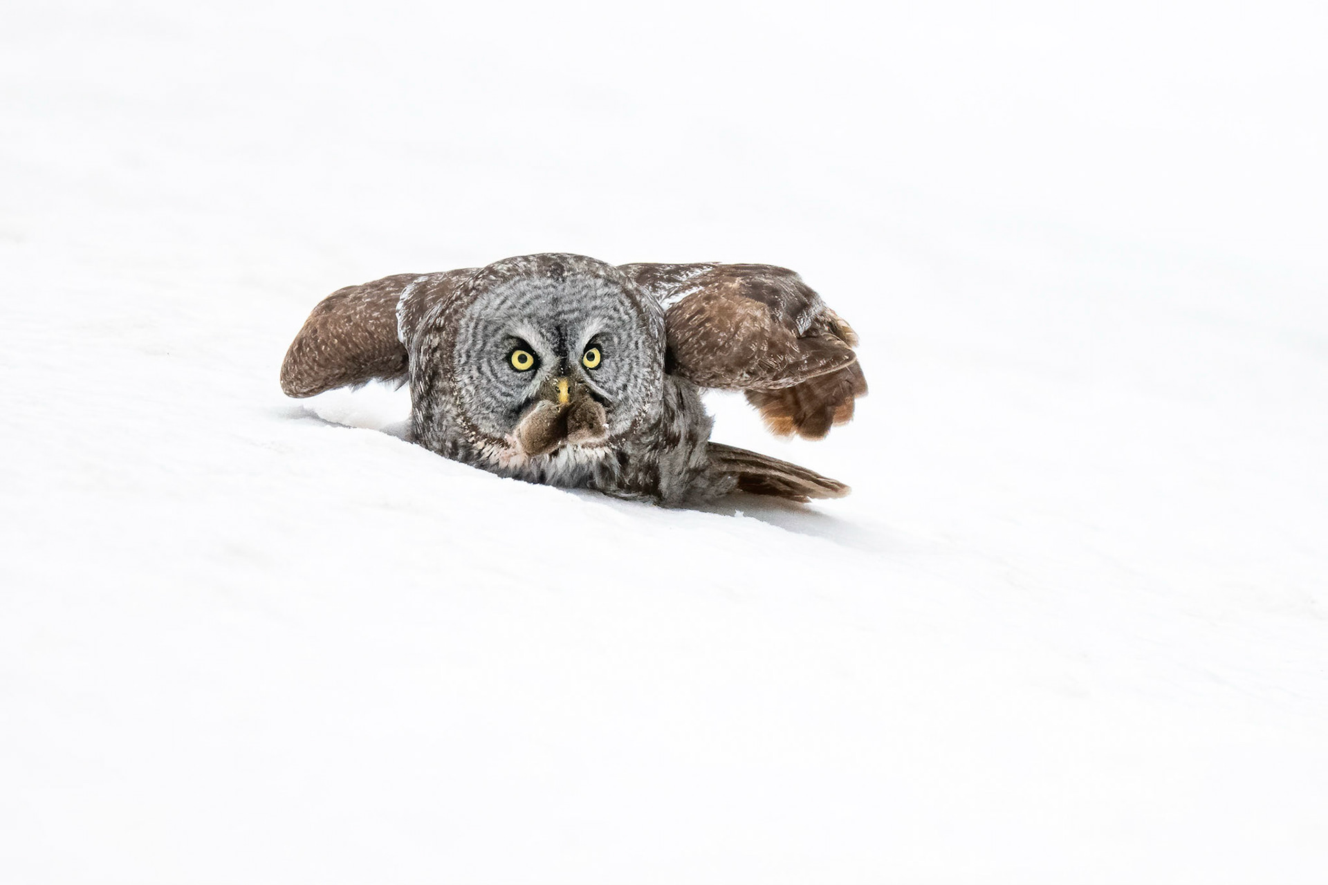 Great gray owl