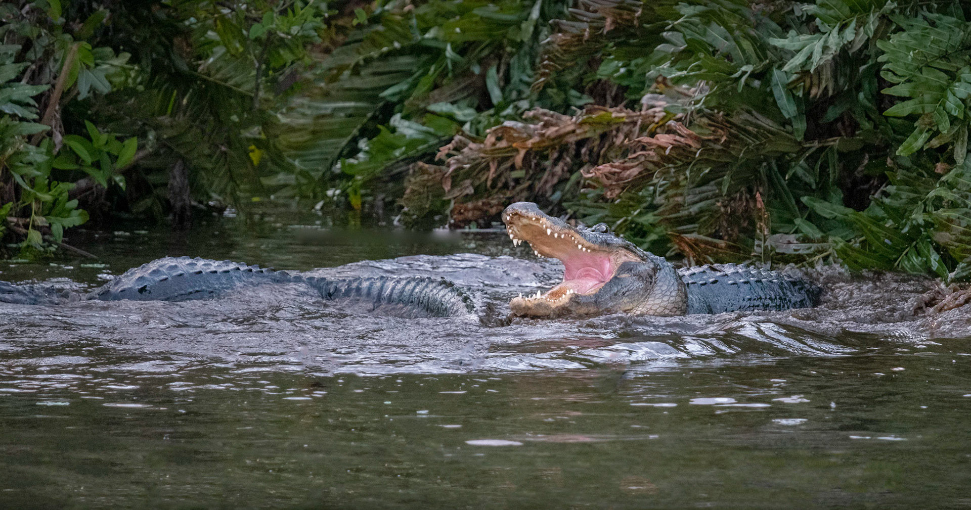 Alligator fight