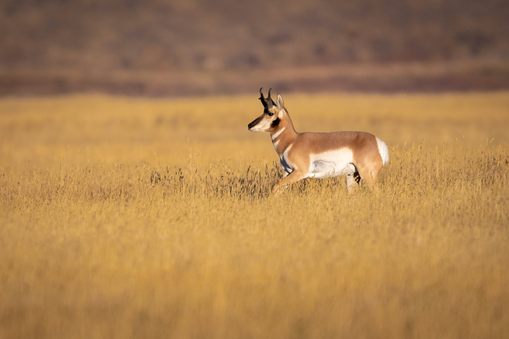 Pronghorn Antelope