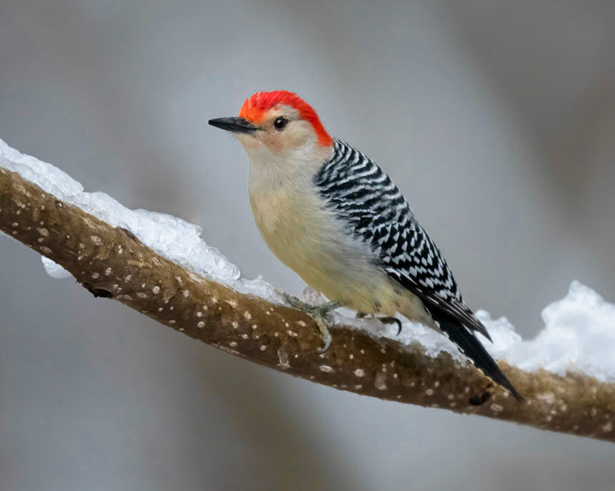 Red-bellied woodpecker