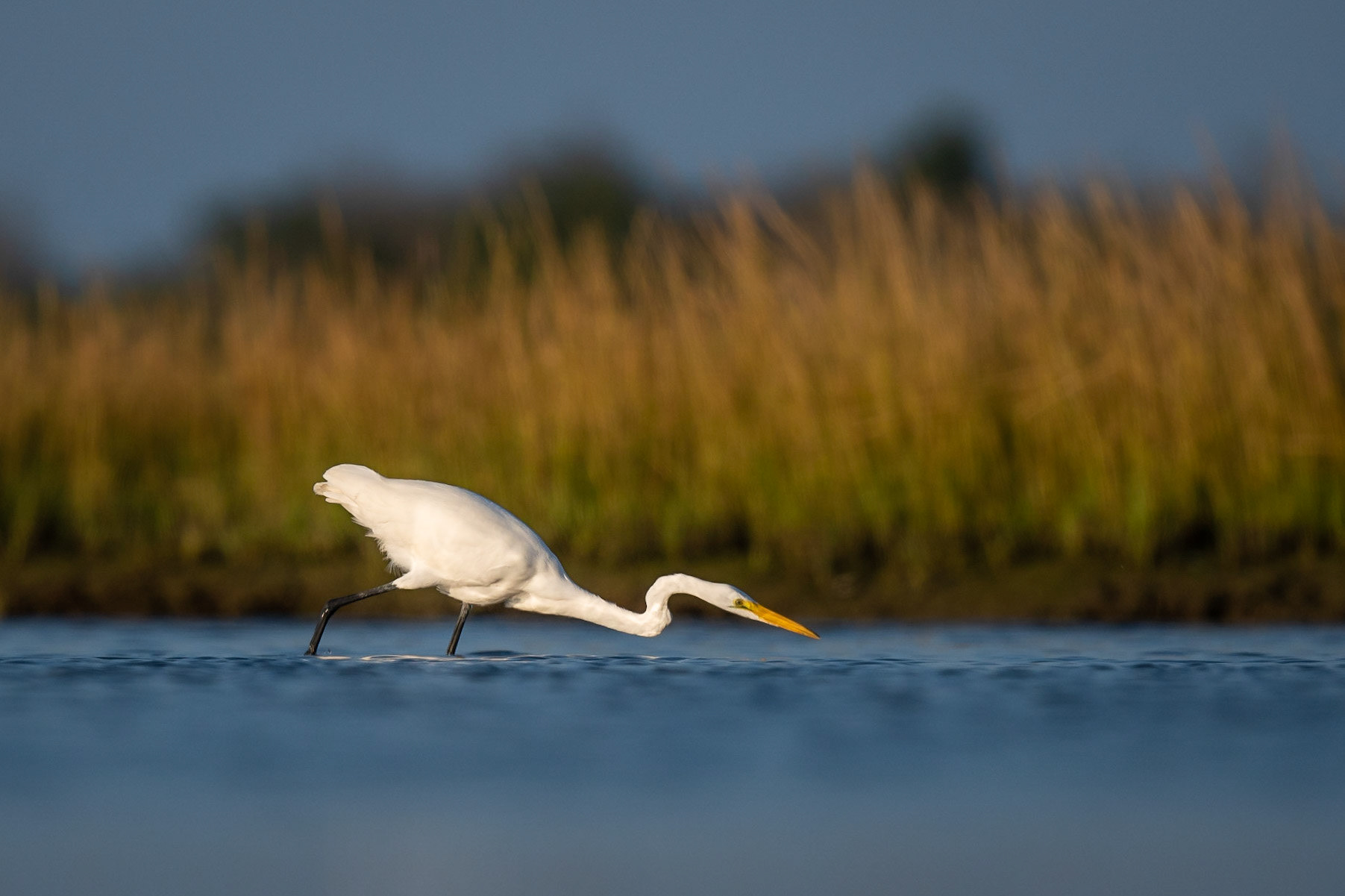Great Egret