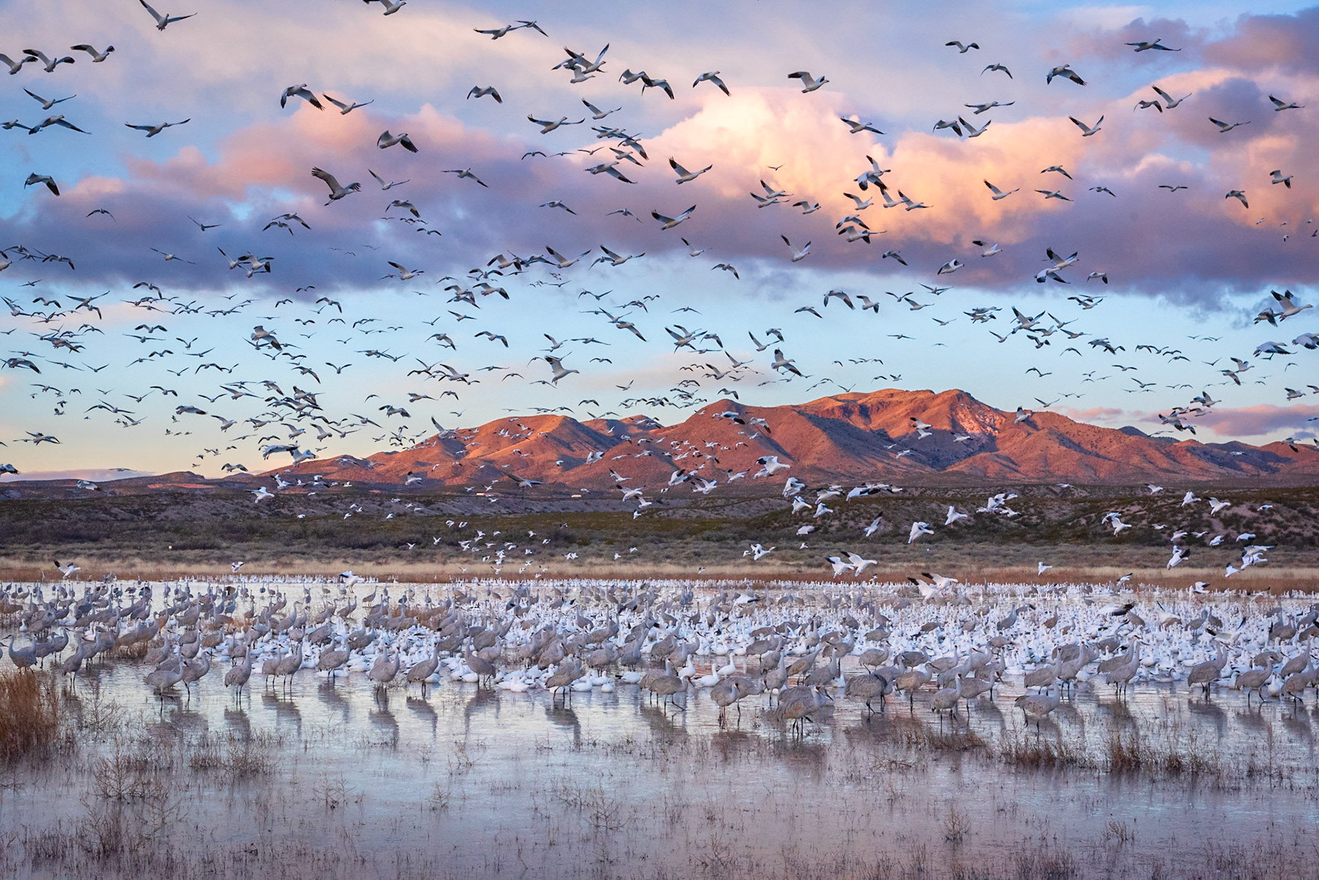 Bosque del Apache, New Mexico