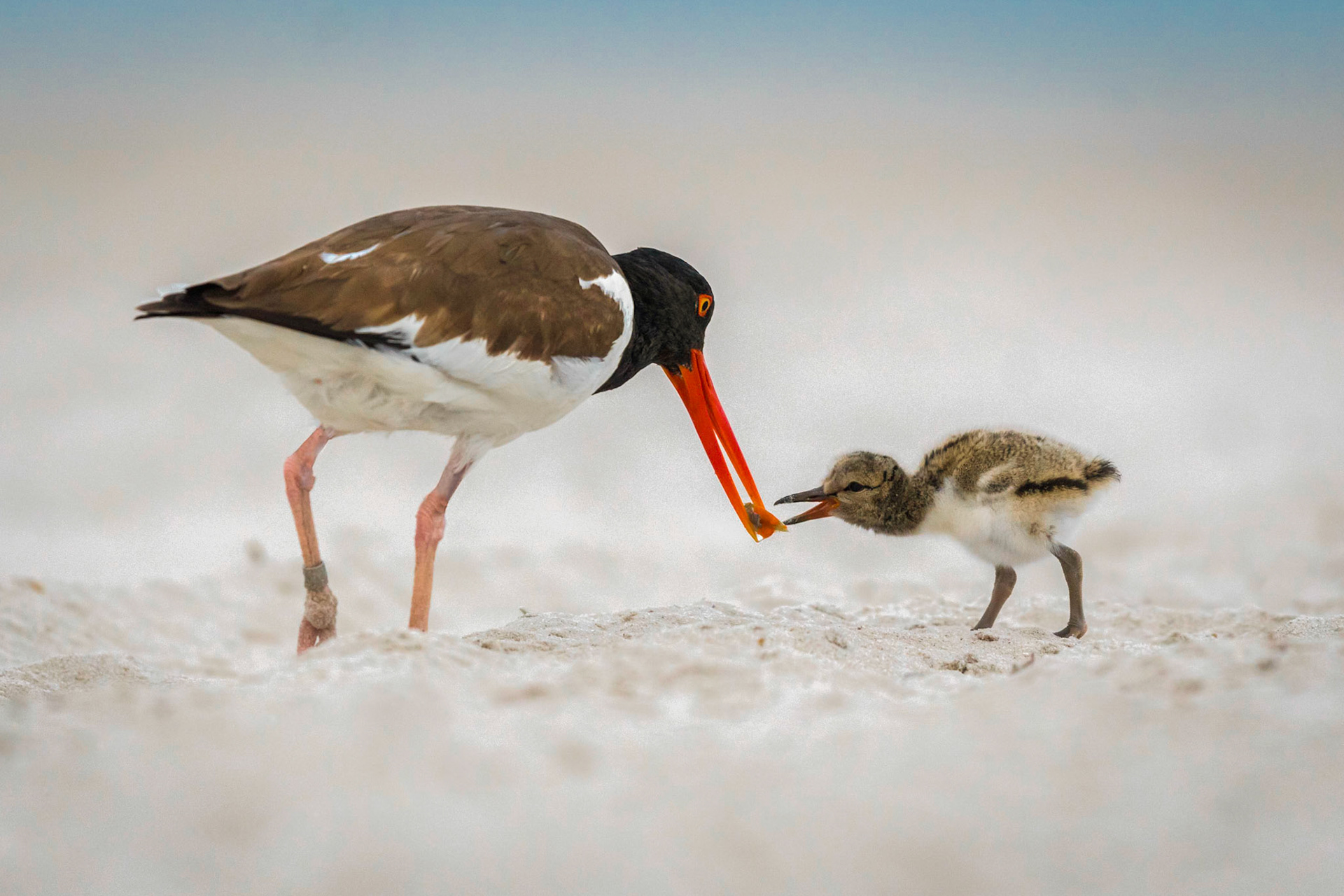 Oystercatcher with Chick