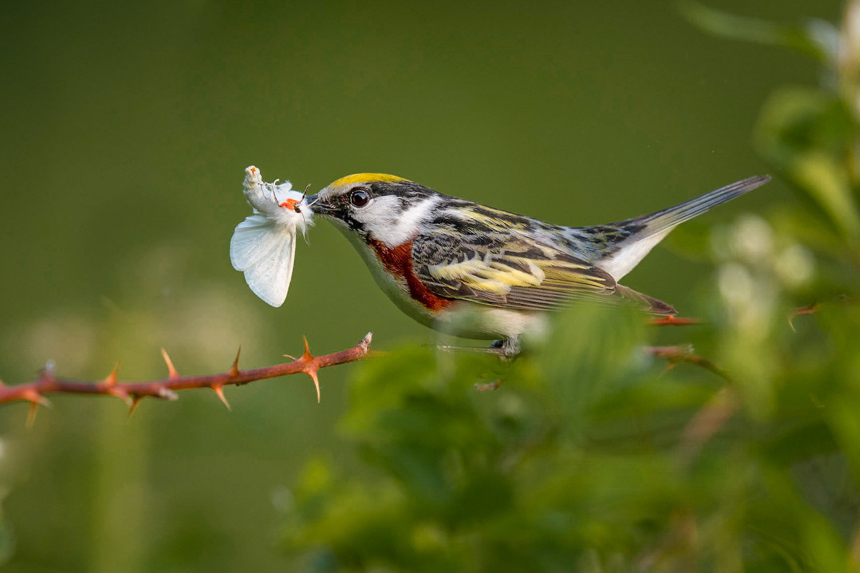 Chestnut-sided Warbler