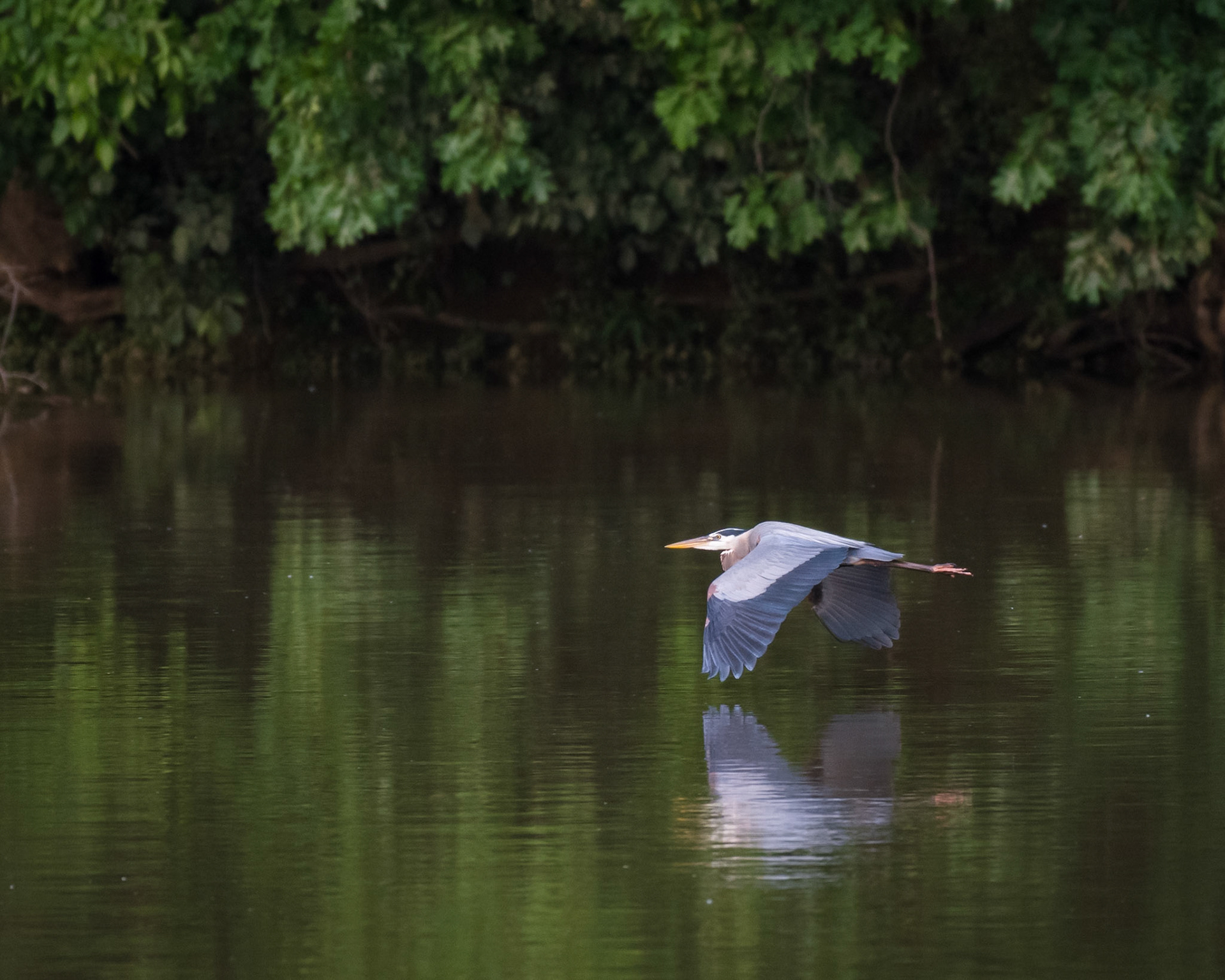 Great Blue Heron