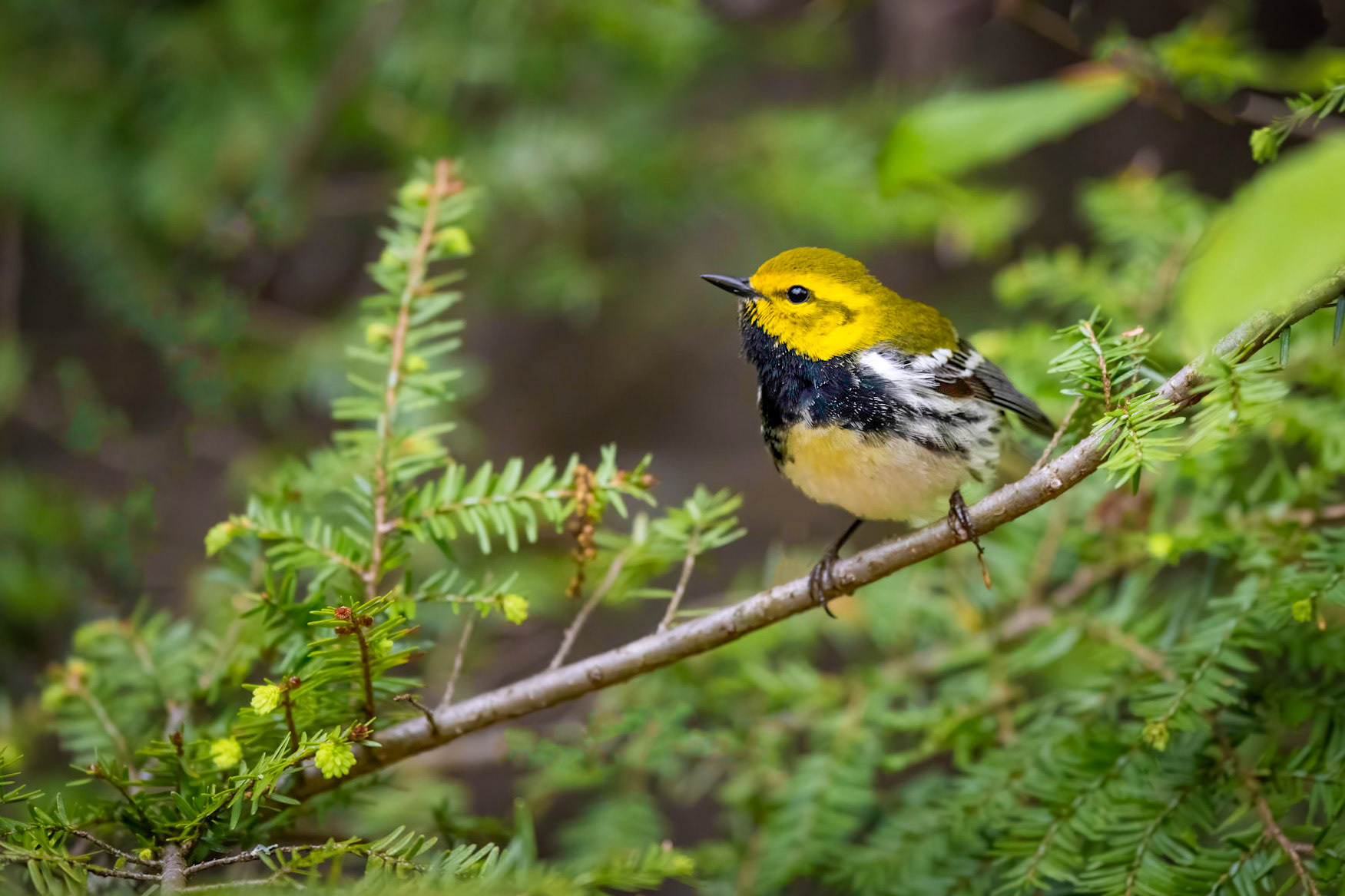 Black-throated Green Warbler