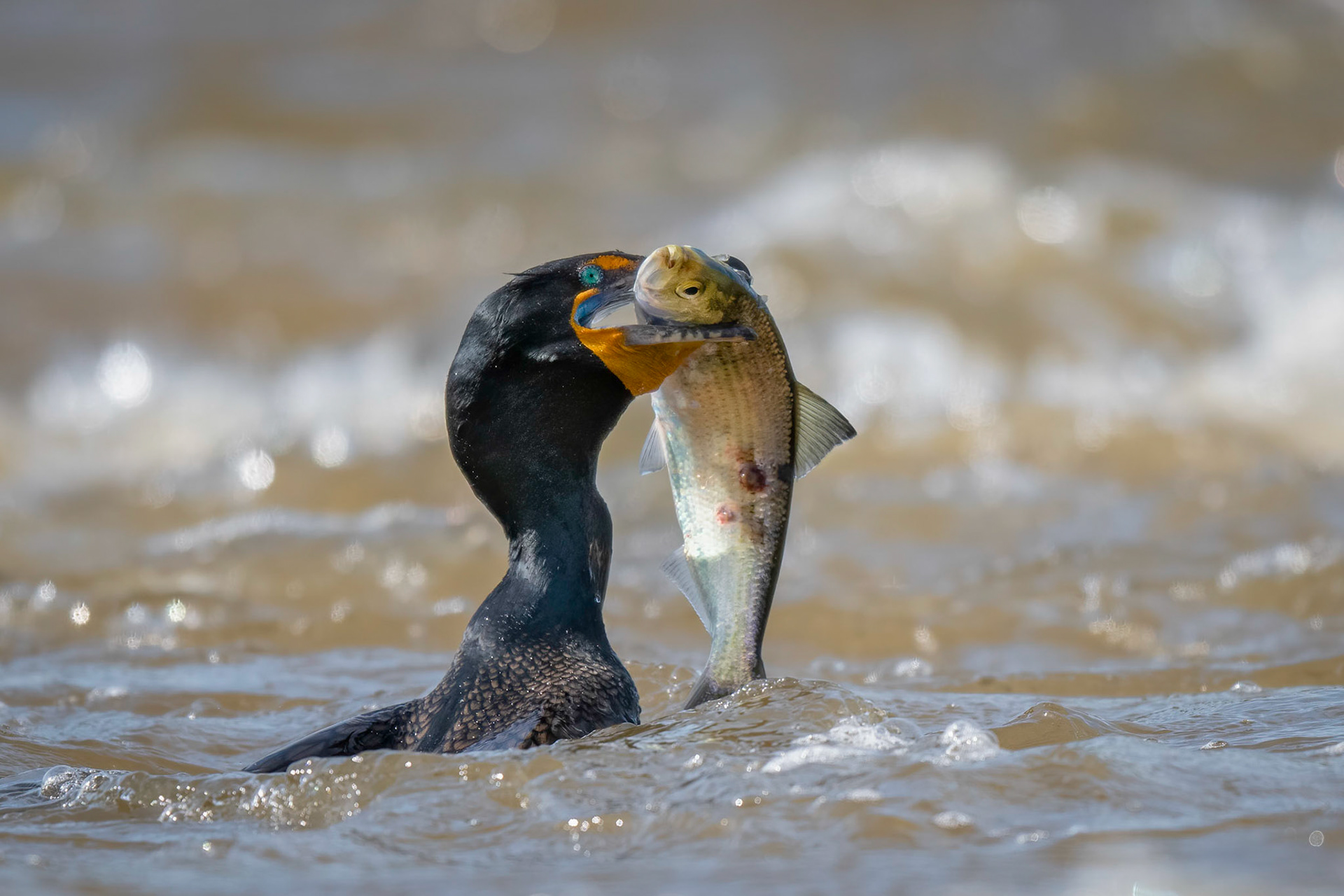 Double-crested Cormorant