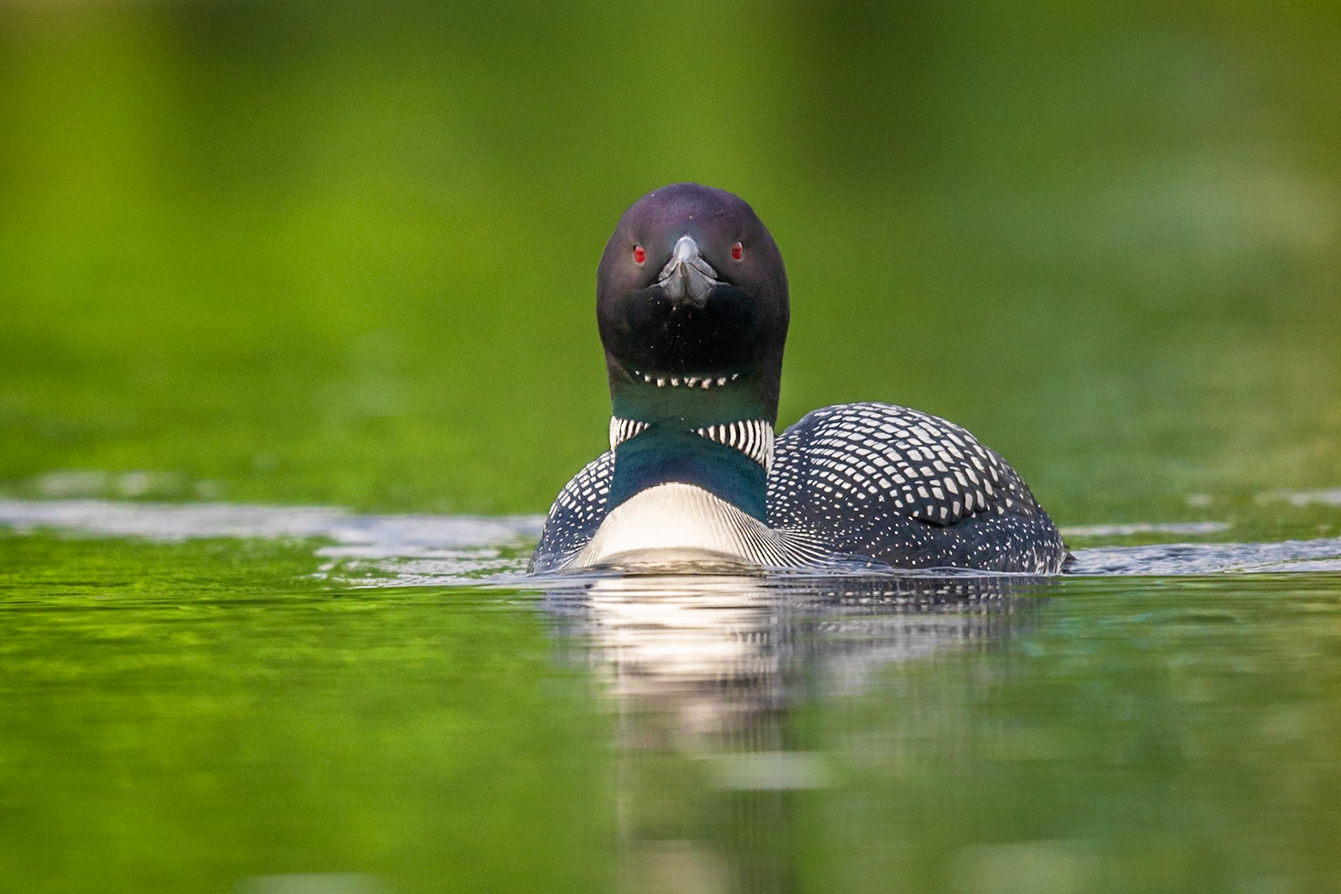 Common Loon