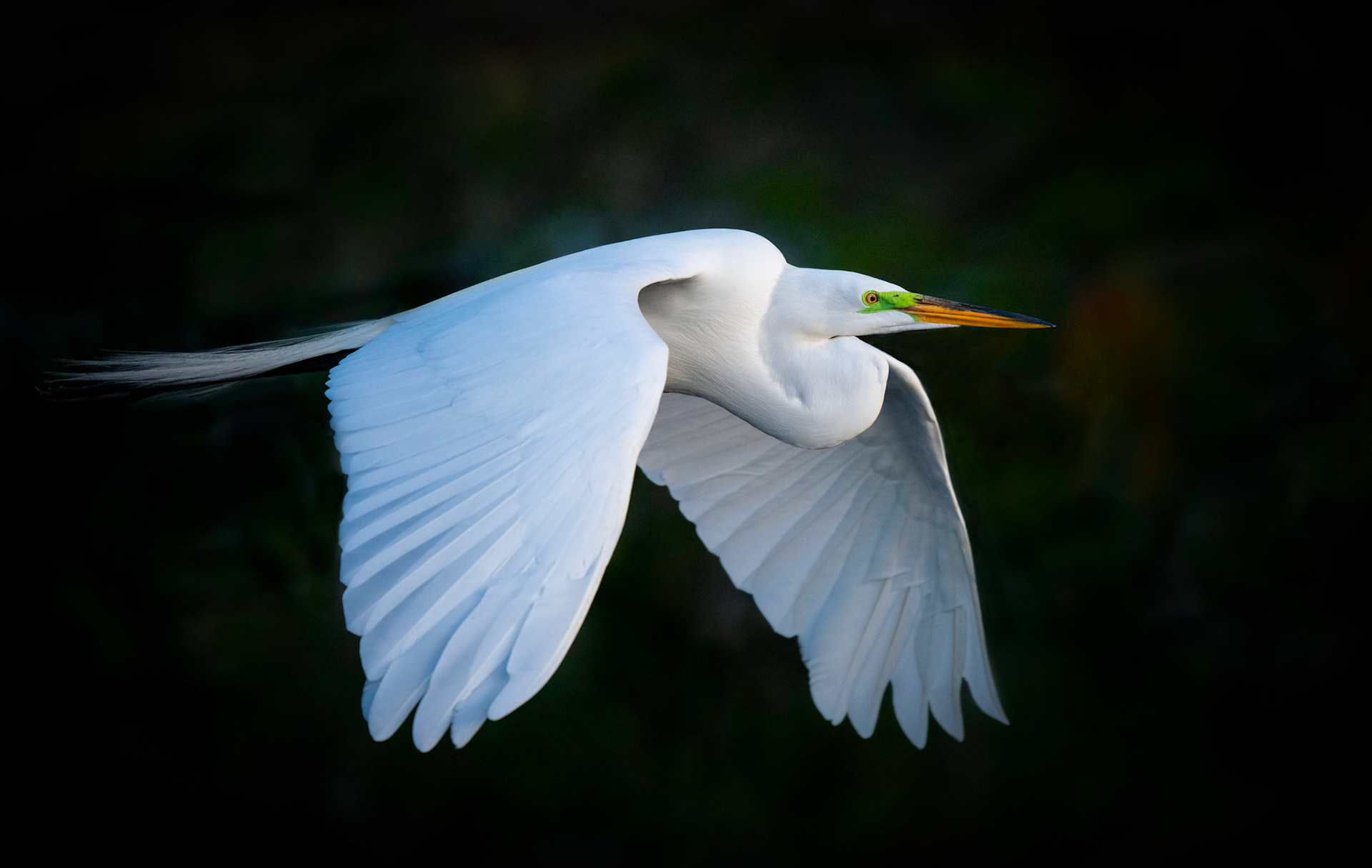 Great Egret