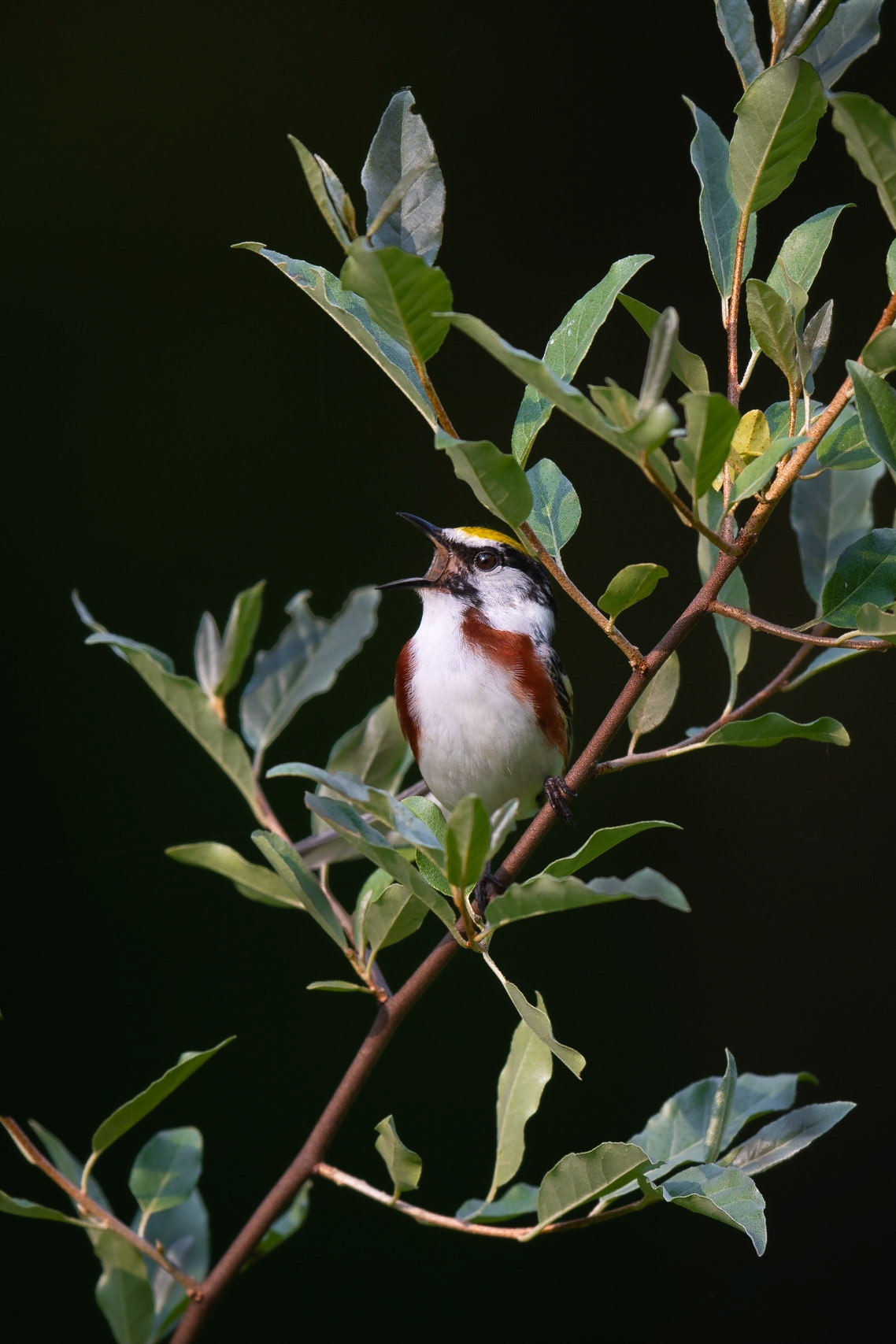 Chestnut-sided warbler