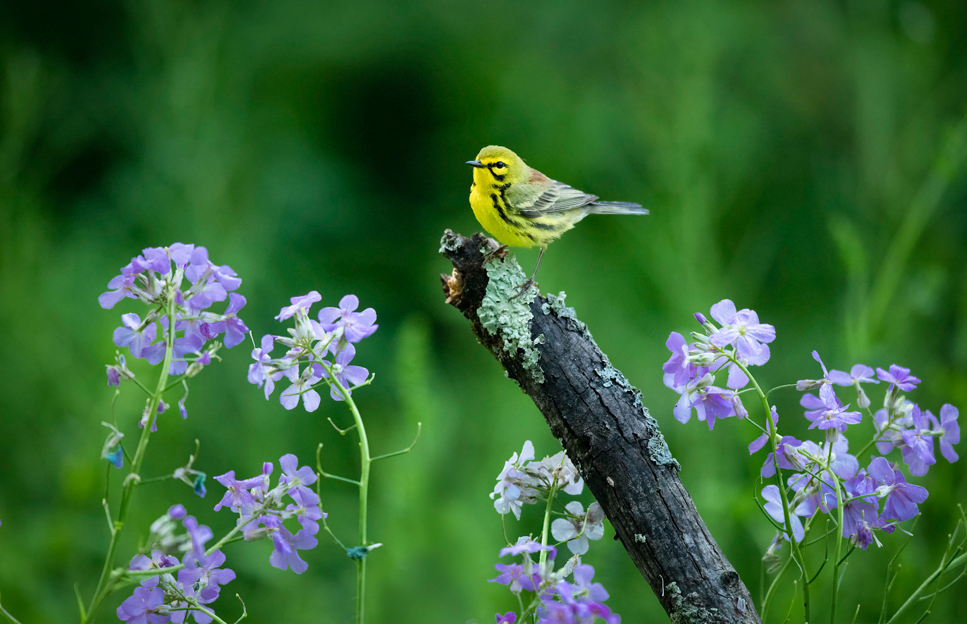 Prairie Warbler
